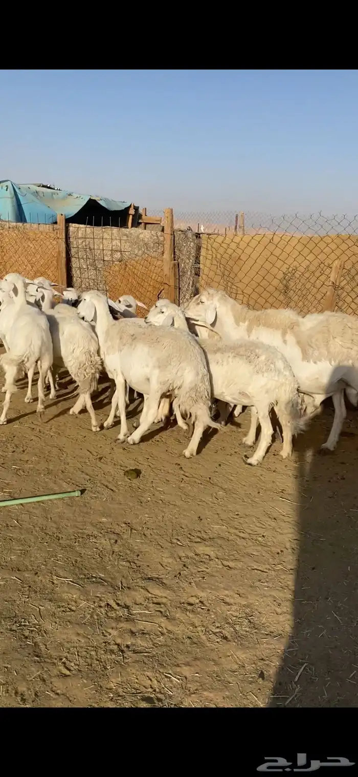 غنم حريات 6