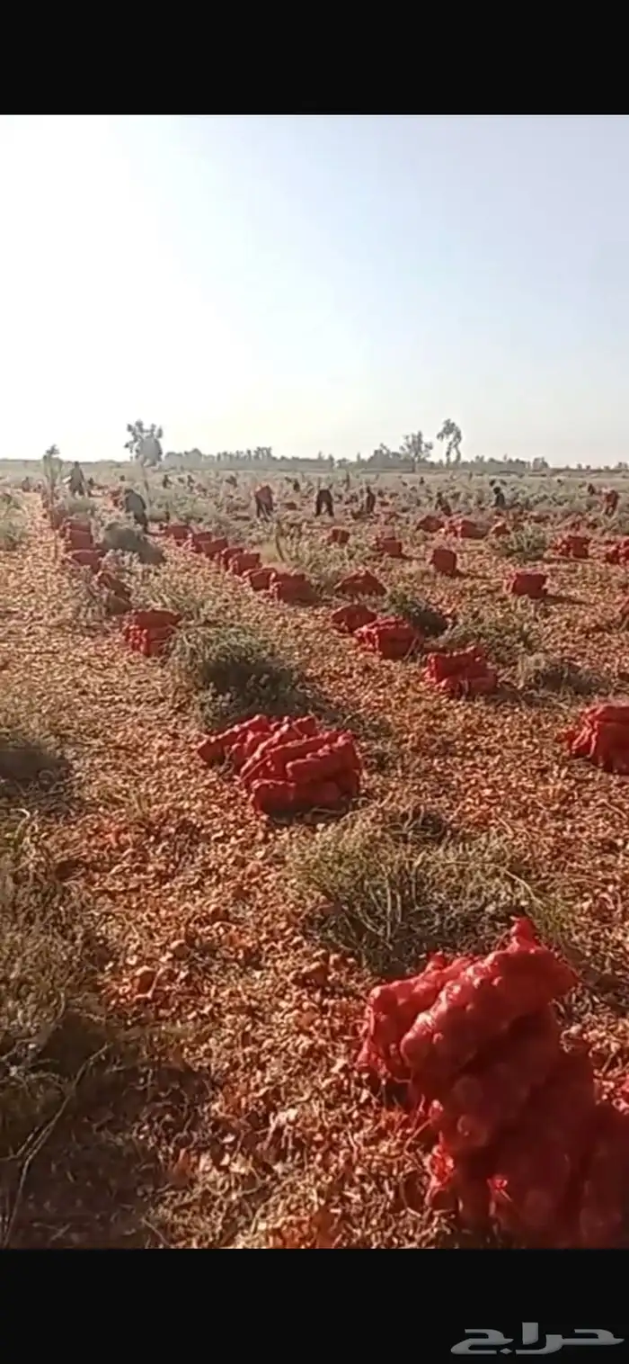 بصل بذره يمني فاخر 3