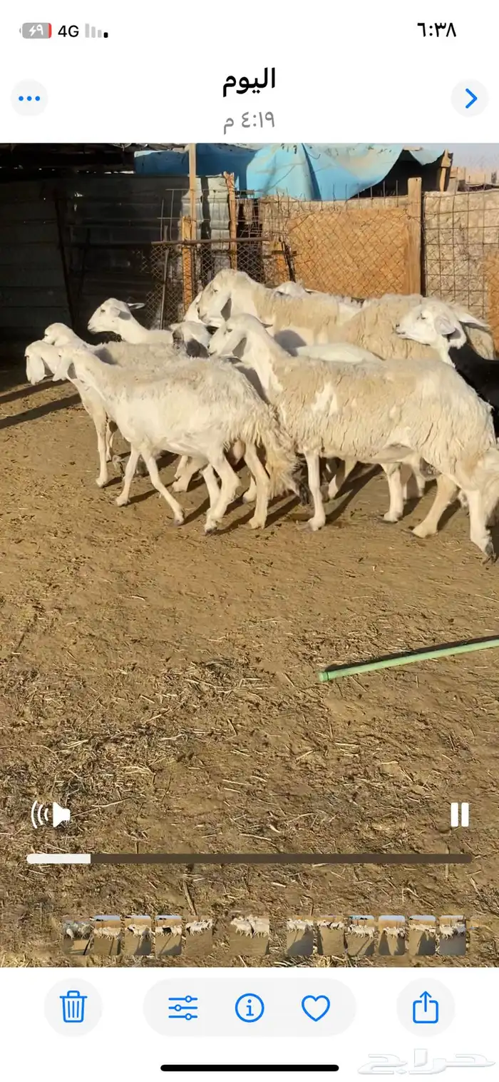 غنم حريات 1