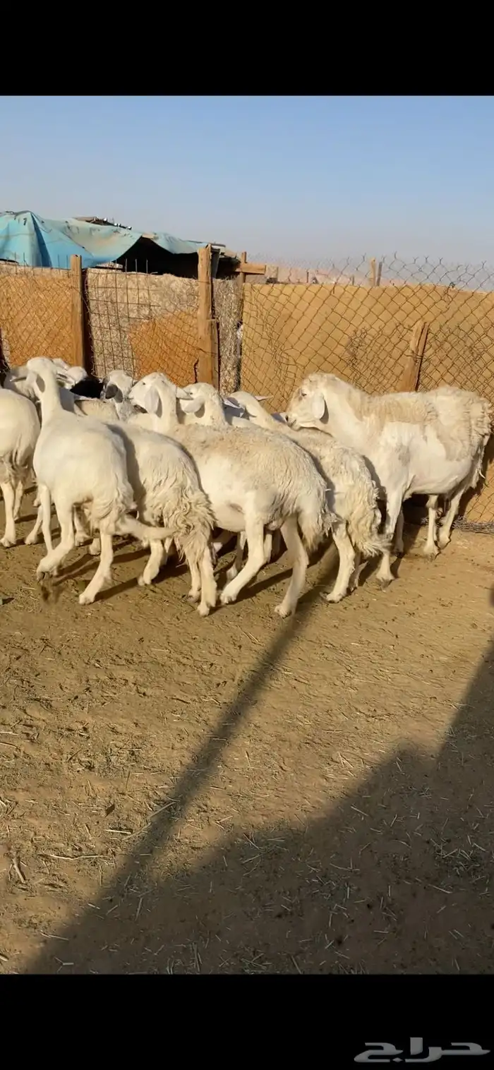 غنم حريات 3