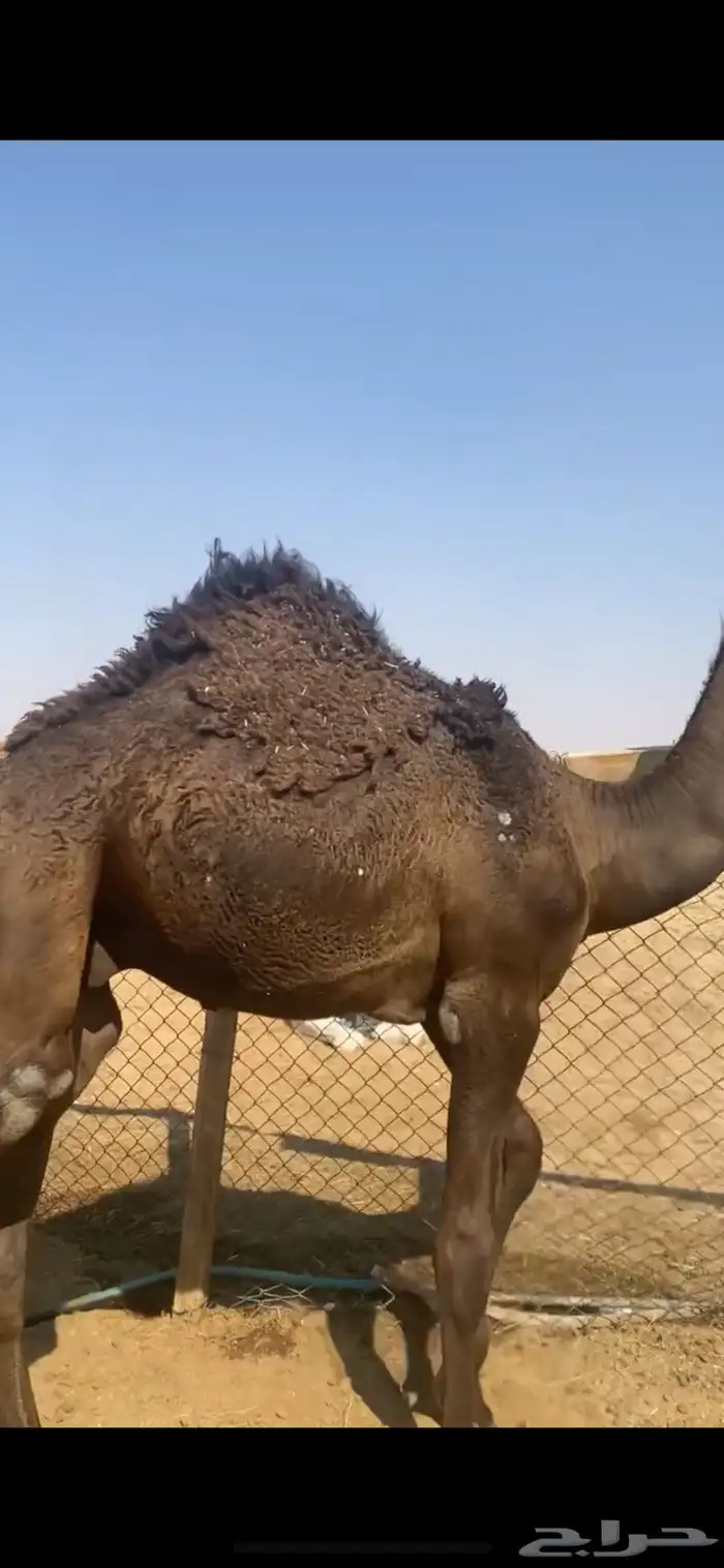 قعدان طيبه 1