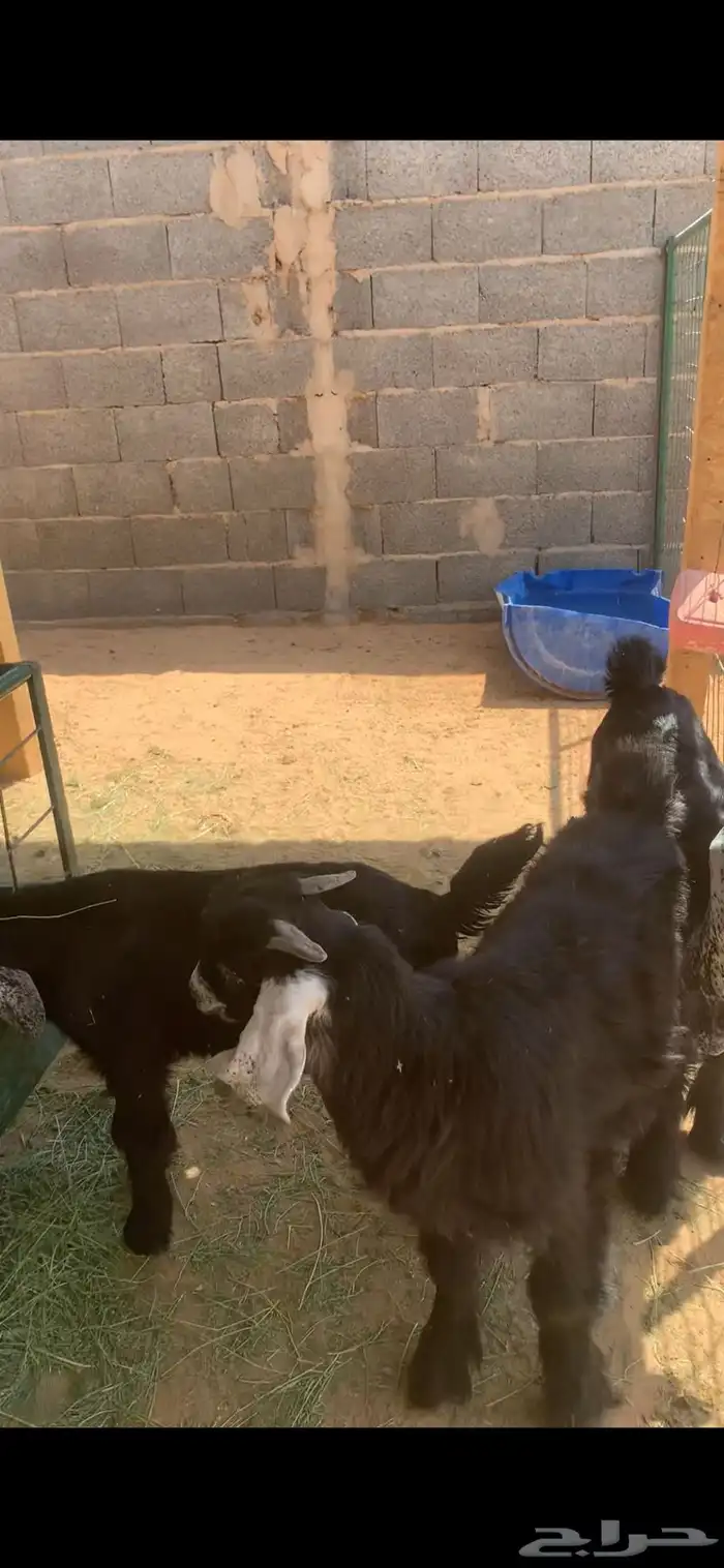 ذبايح ذبيحه تيس عارضي تيوس من انتاج الحلال 2