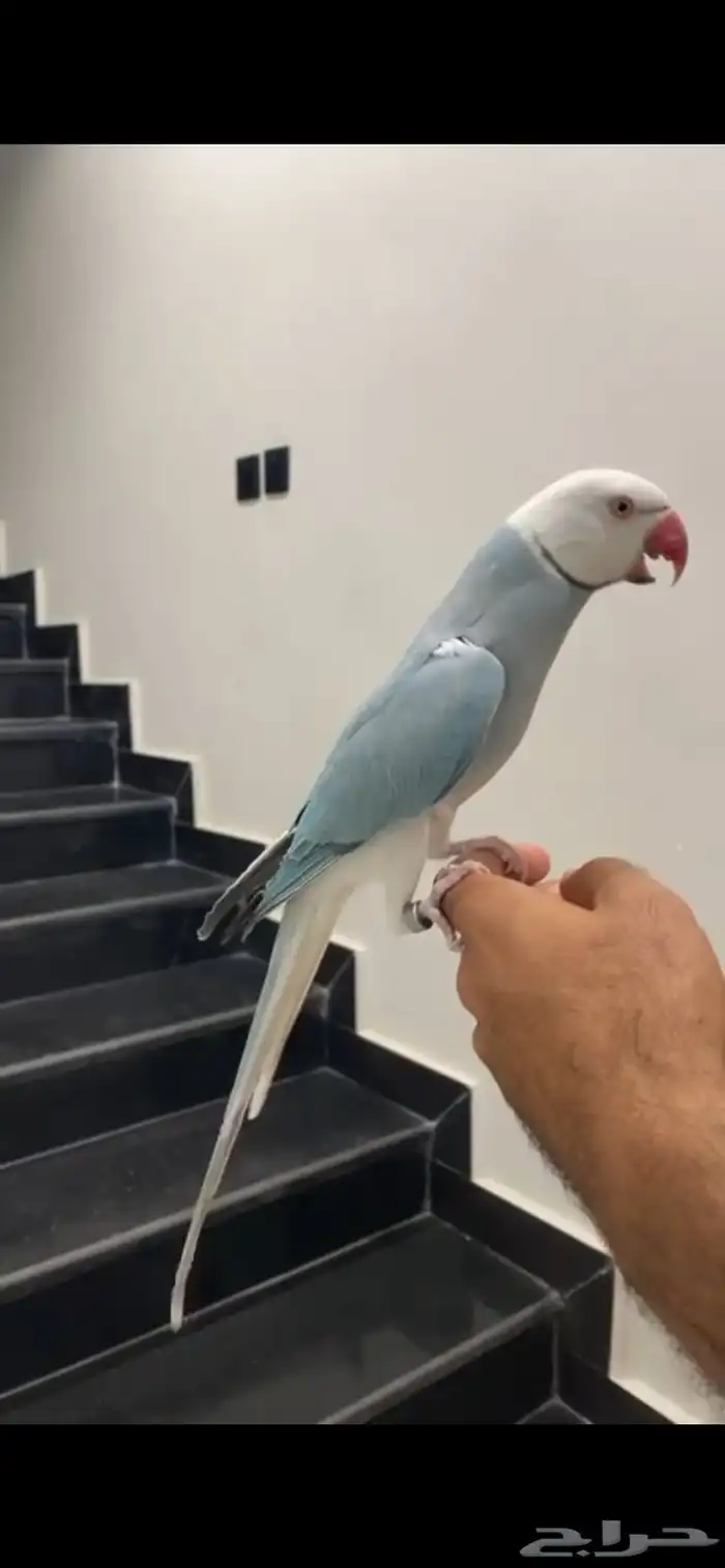 تم البيع تم البيع ذكر دره هولندي طير محترم 0