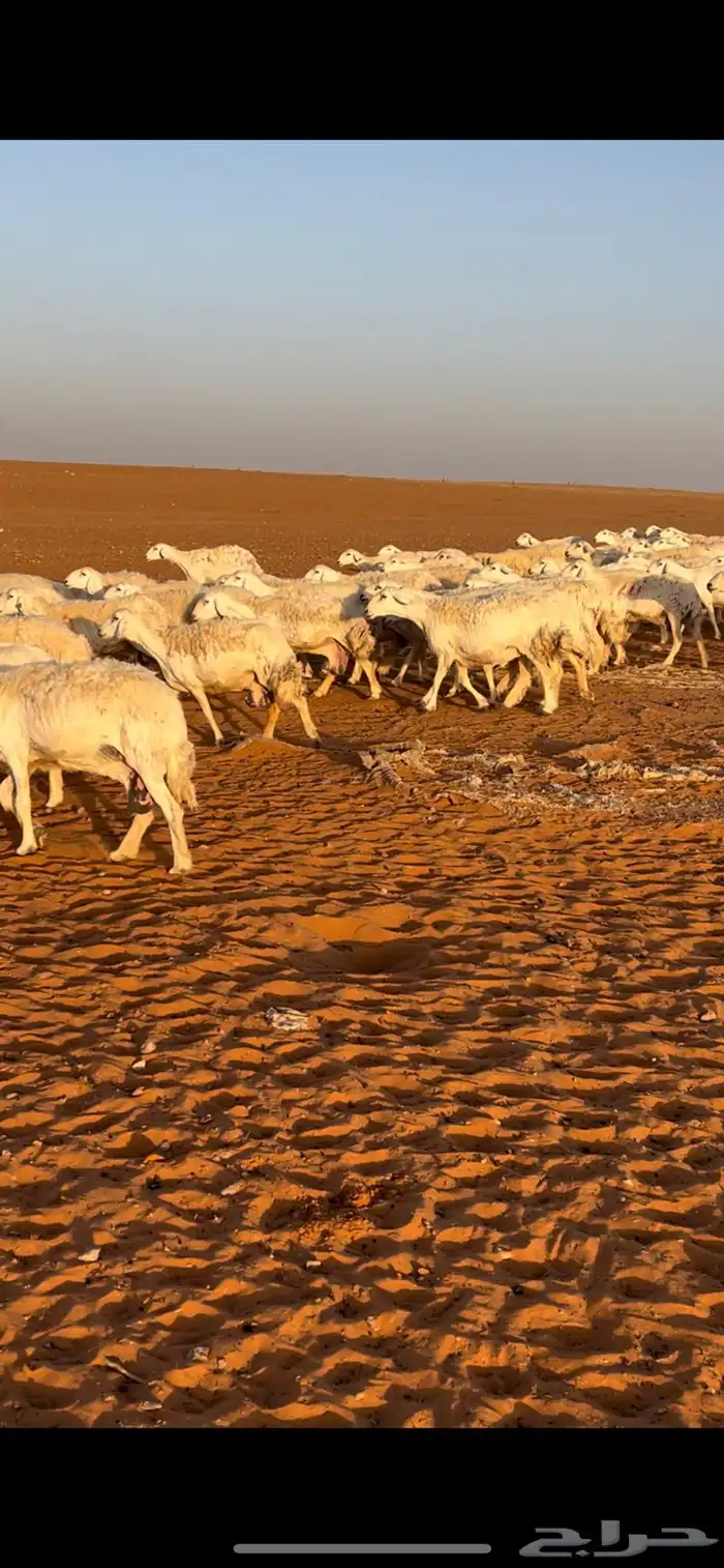 للبيع غنم حريات مراح واحد 6
