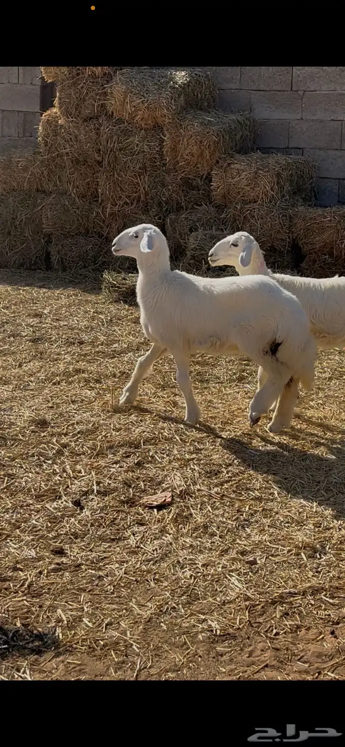 حريات رخال 3