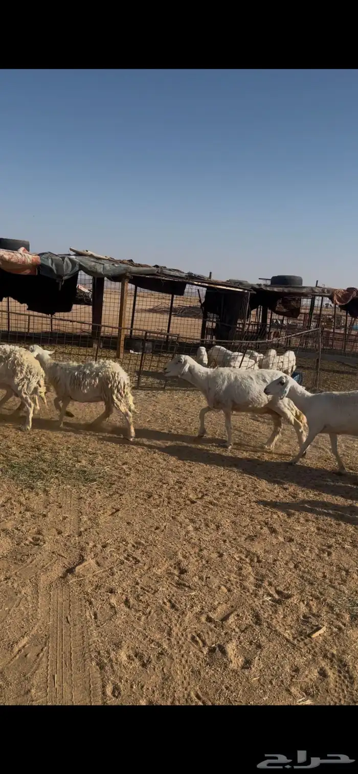 للبيع غنم حرش 4