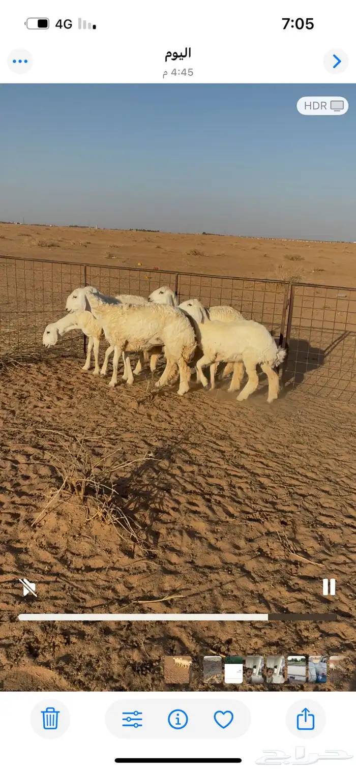 رخال صنف مقنوي علي فحول طيبه جداا 0