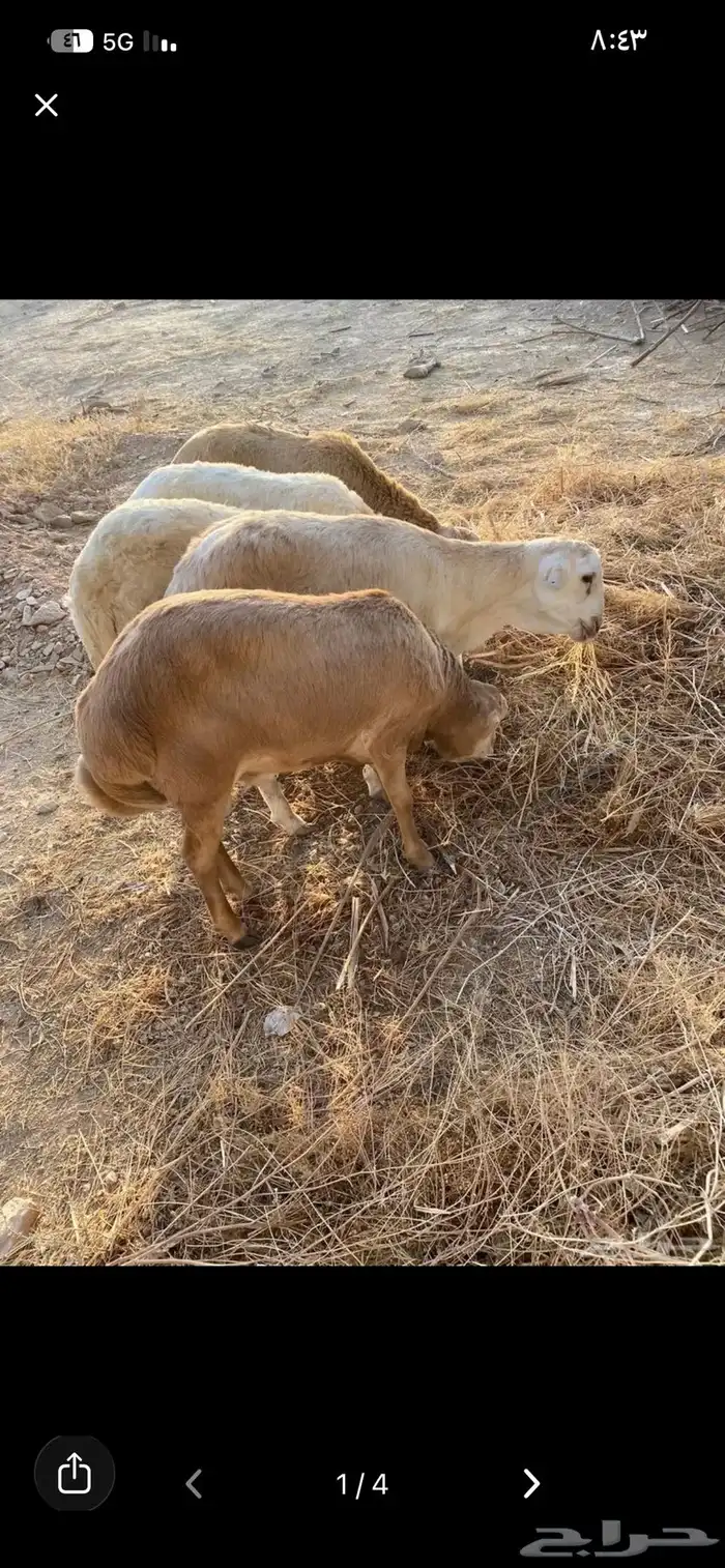 ذبايح نعم نعيمي وتيوس ورفيد وسواكن 3
