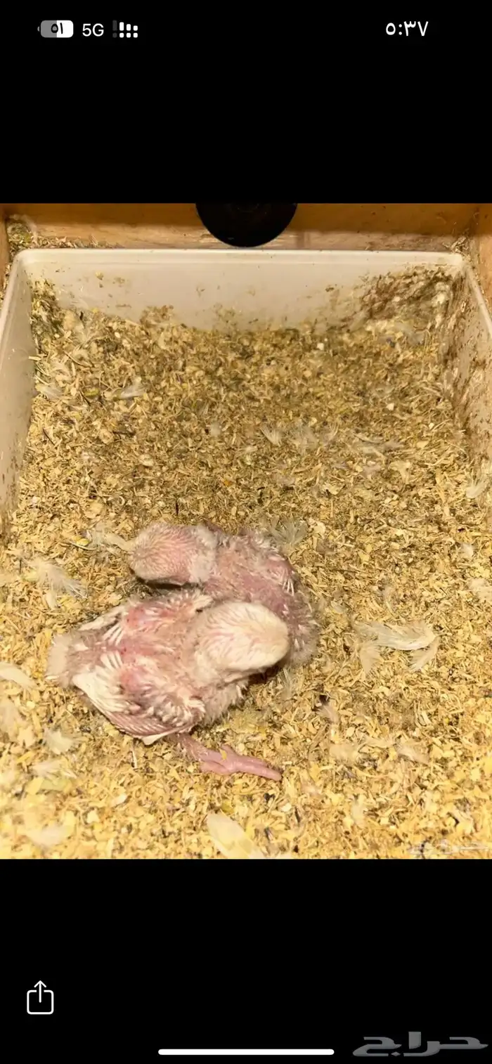 جوز روز البينو 0