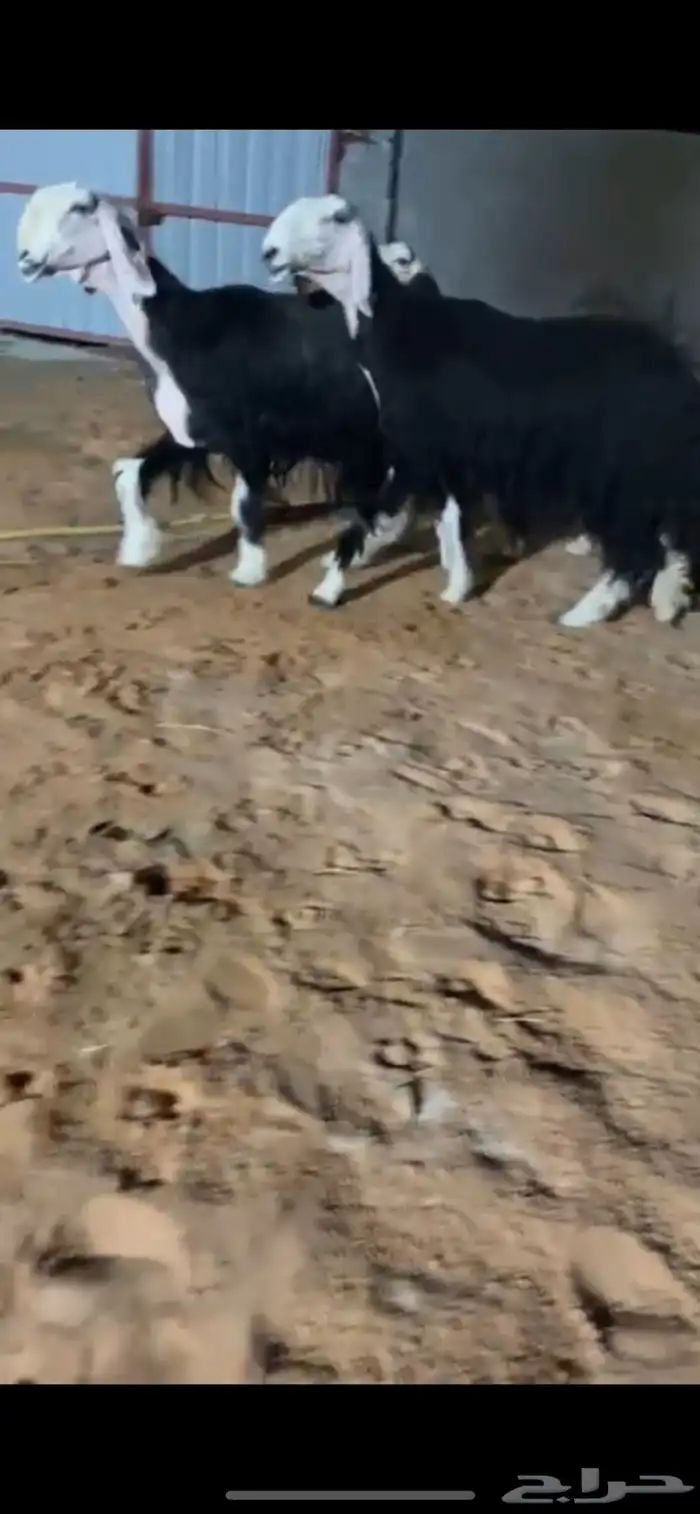 عرض بيع شياه نجد 1