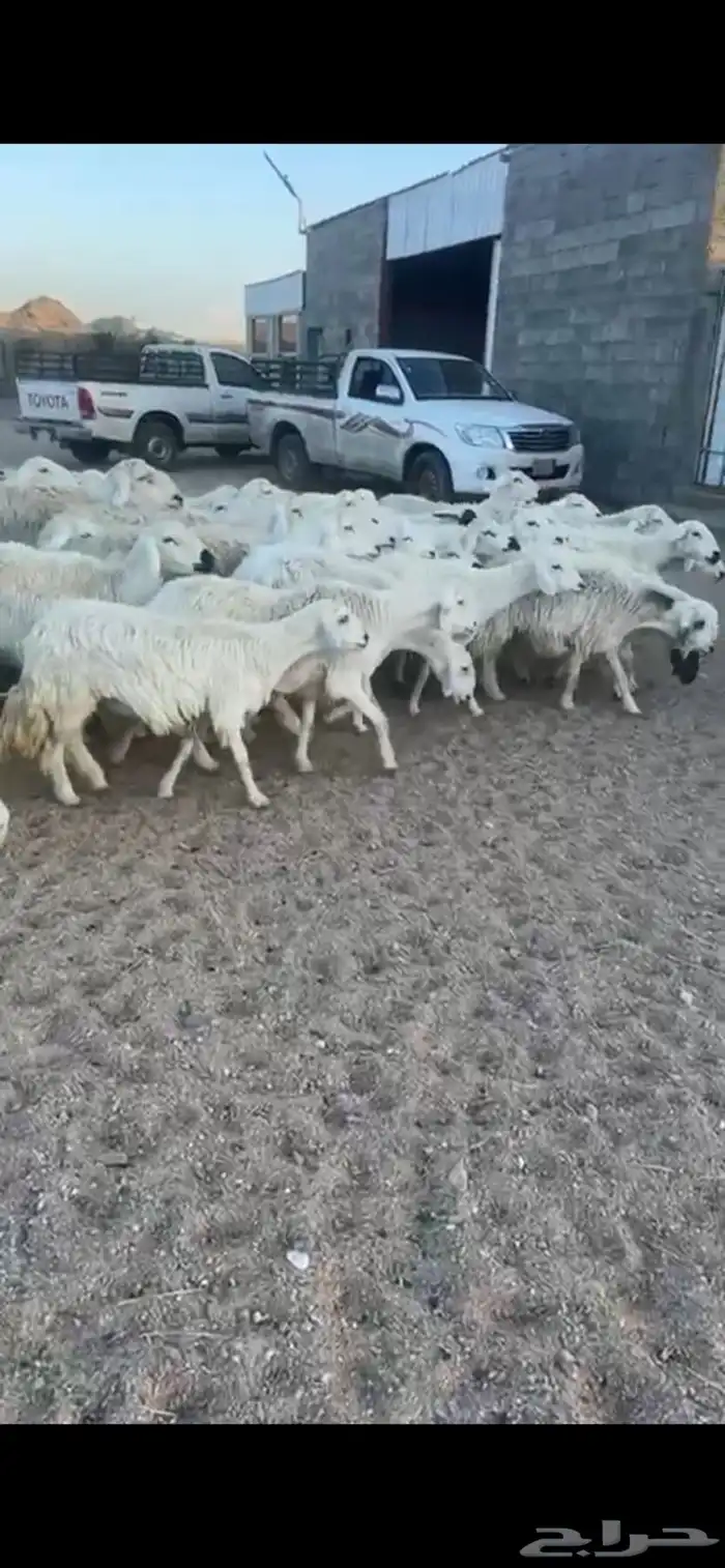 غنم دفع 21