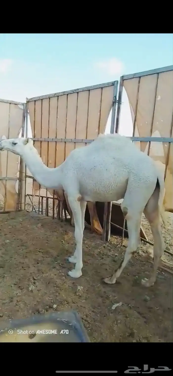 حشو بكار للبيع 3