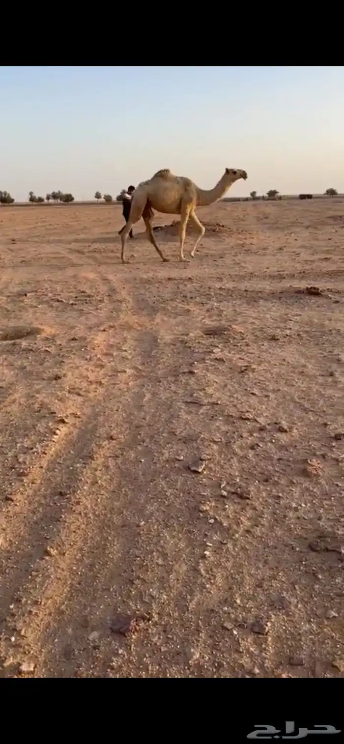 بكره مفروده شقحاء كفوو 0