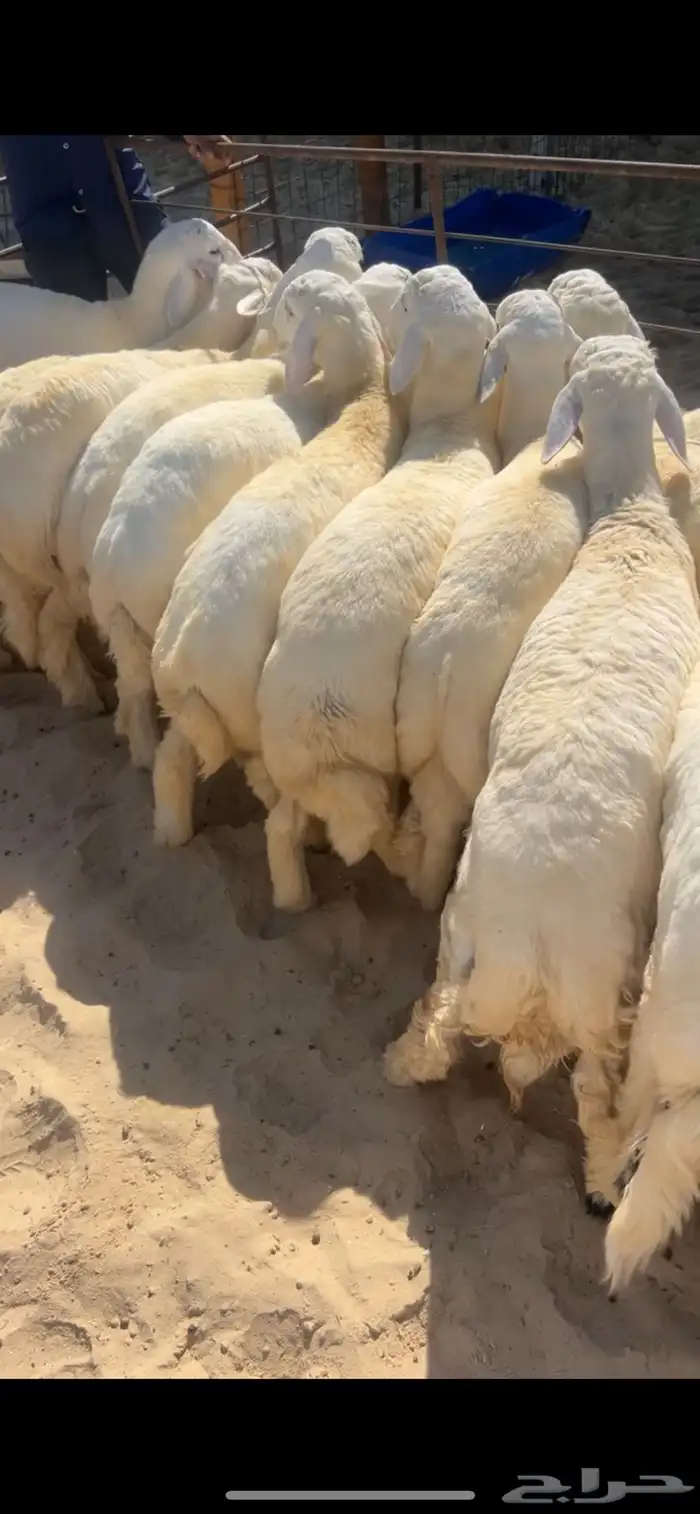 نعيم كناور ووسط وهرافي وحريات مناسبات وثلاجه كفو 9