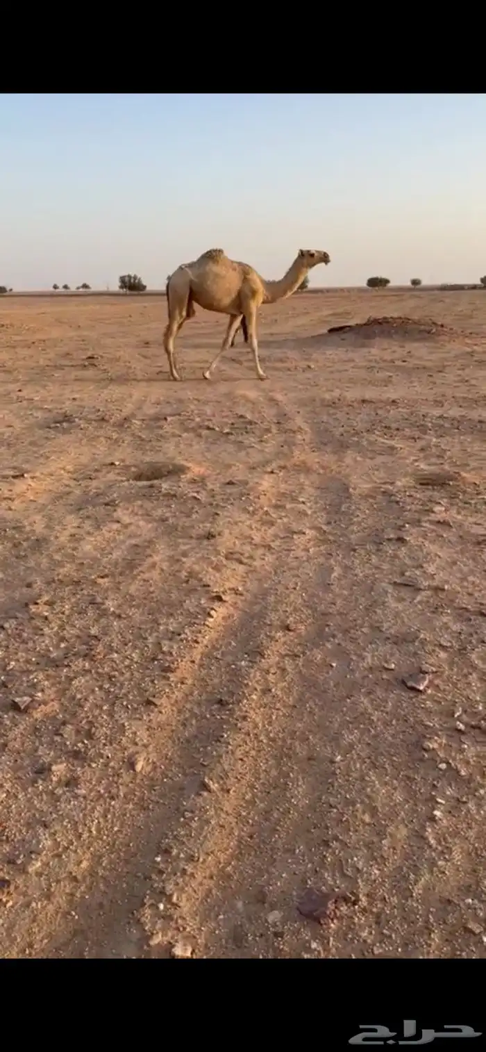 بكره مفروده شقحاء كفوو 1