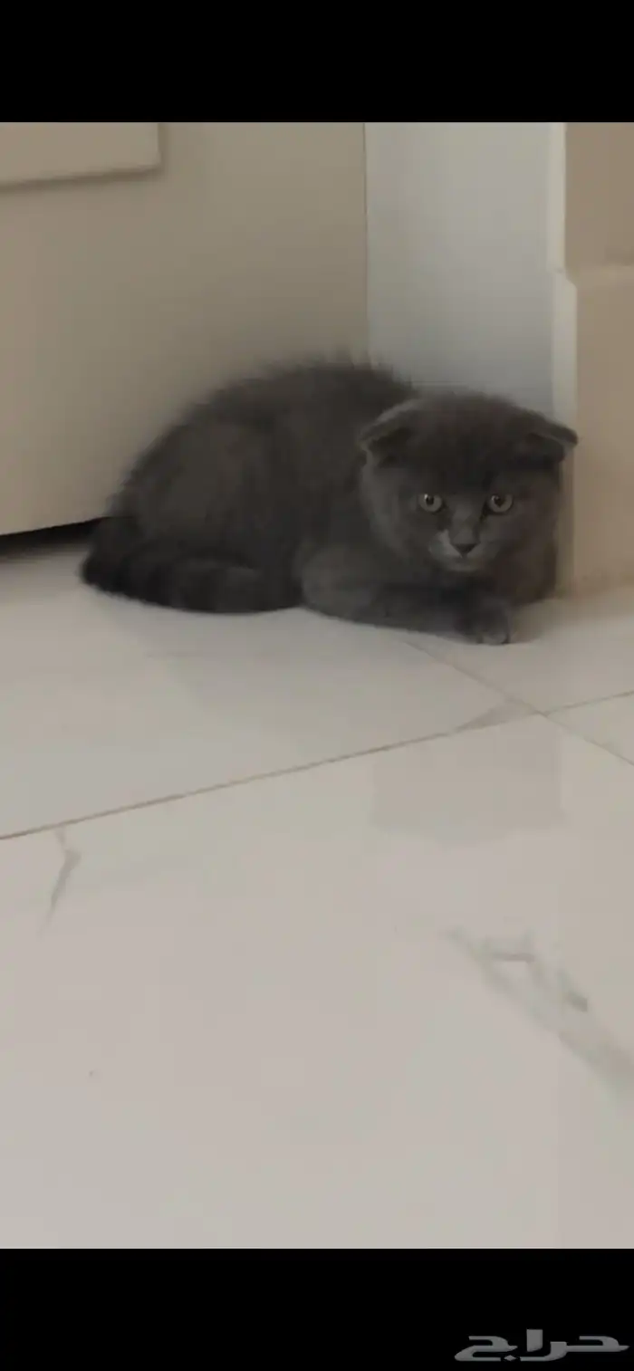 قطوة سكوتش 2