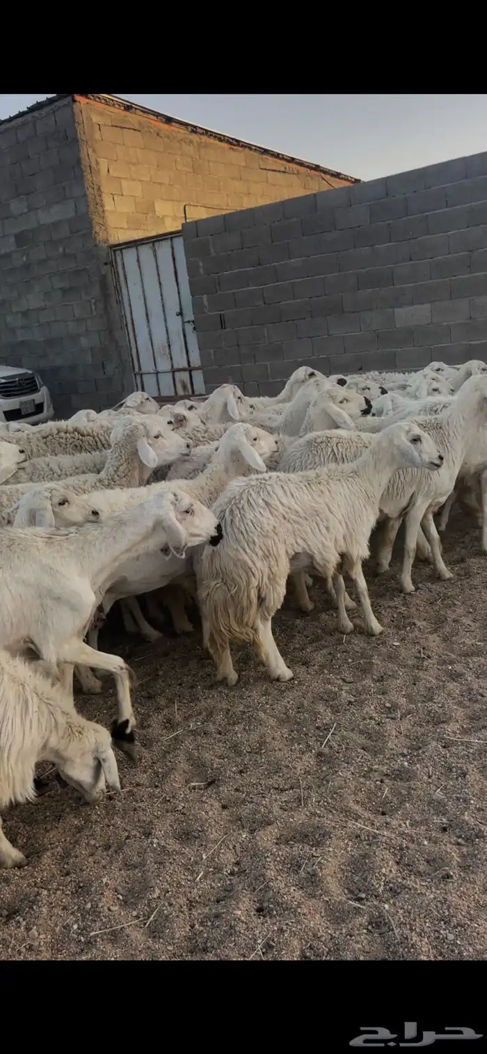 غنم دفع 12