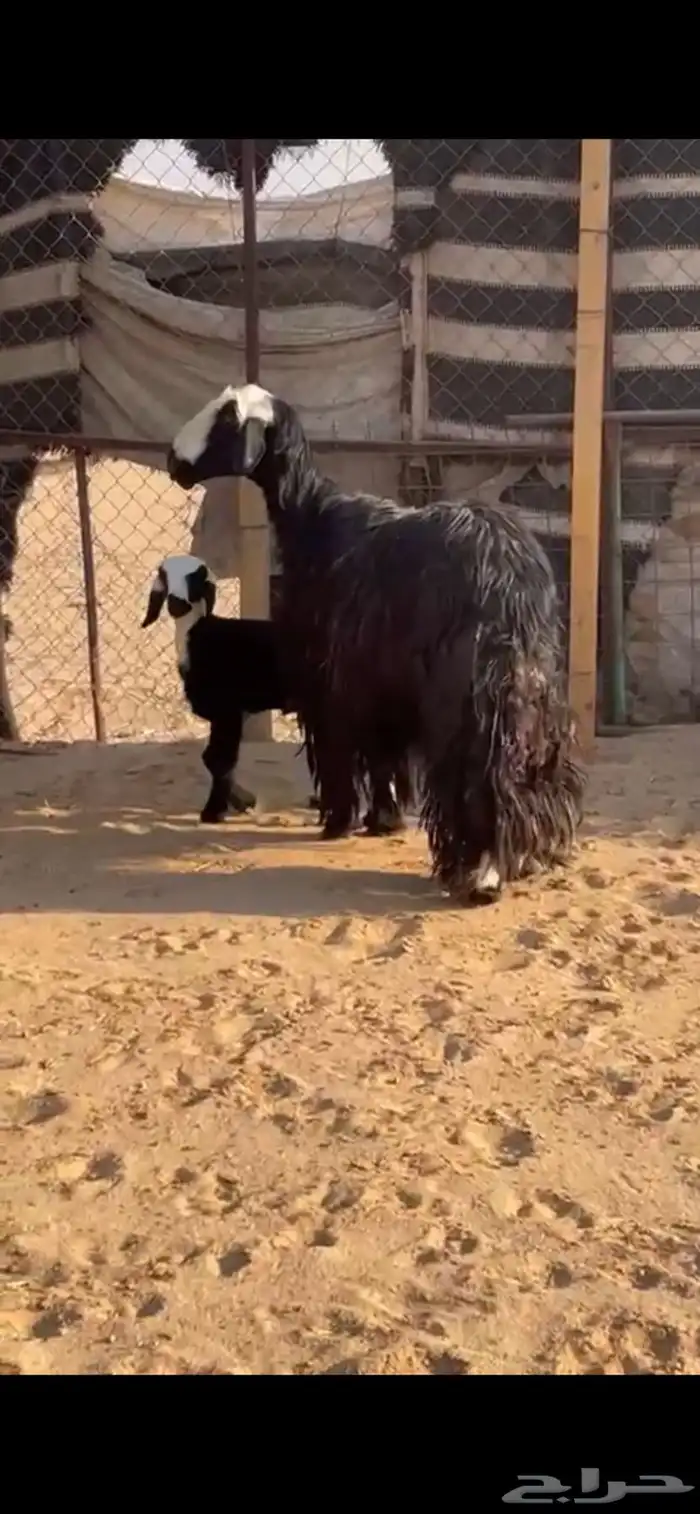 للبيع متابيع كفووو طيبات مقاني 2