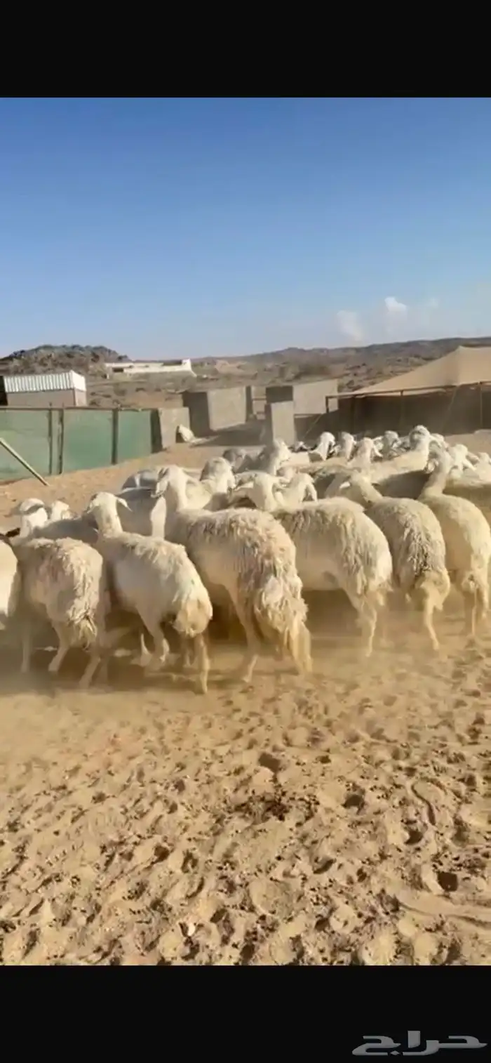 ضان للبيع 4