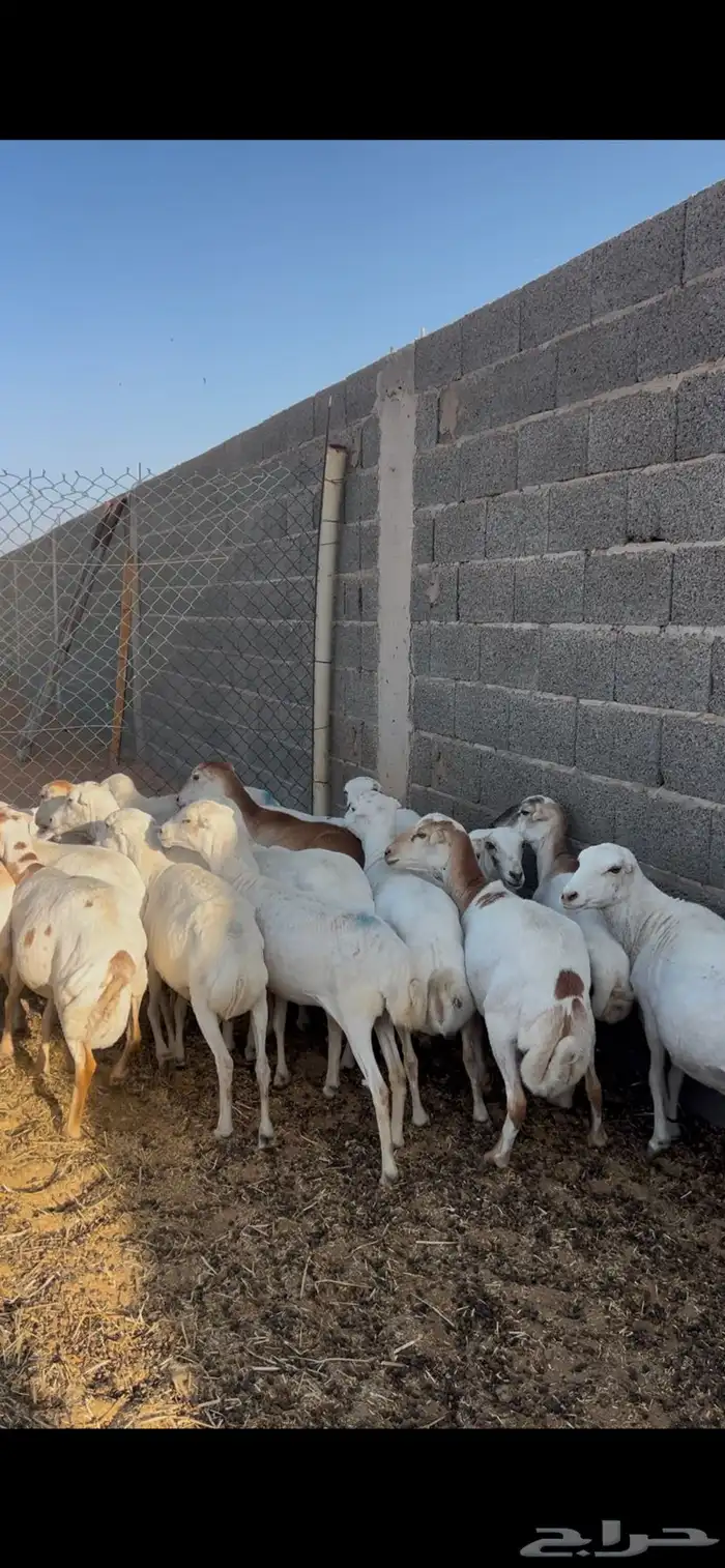 غنم رفيد للبيع 4