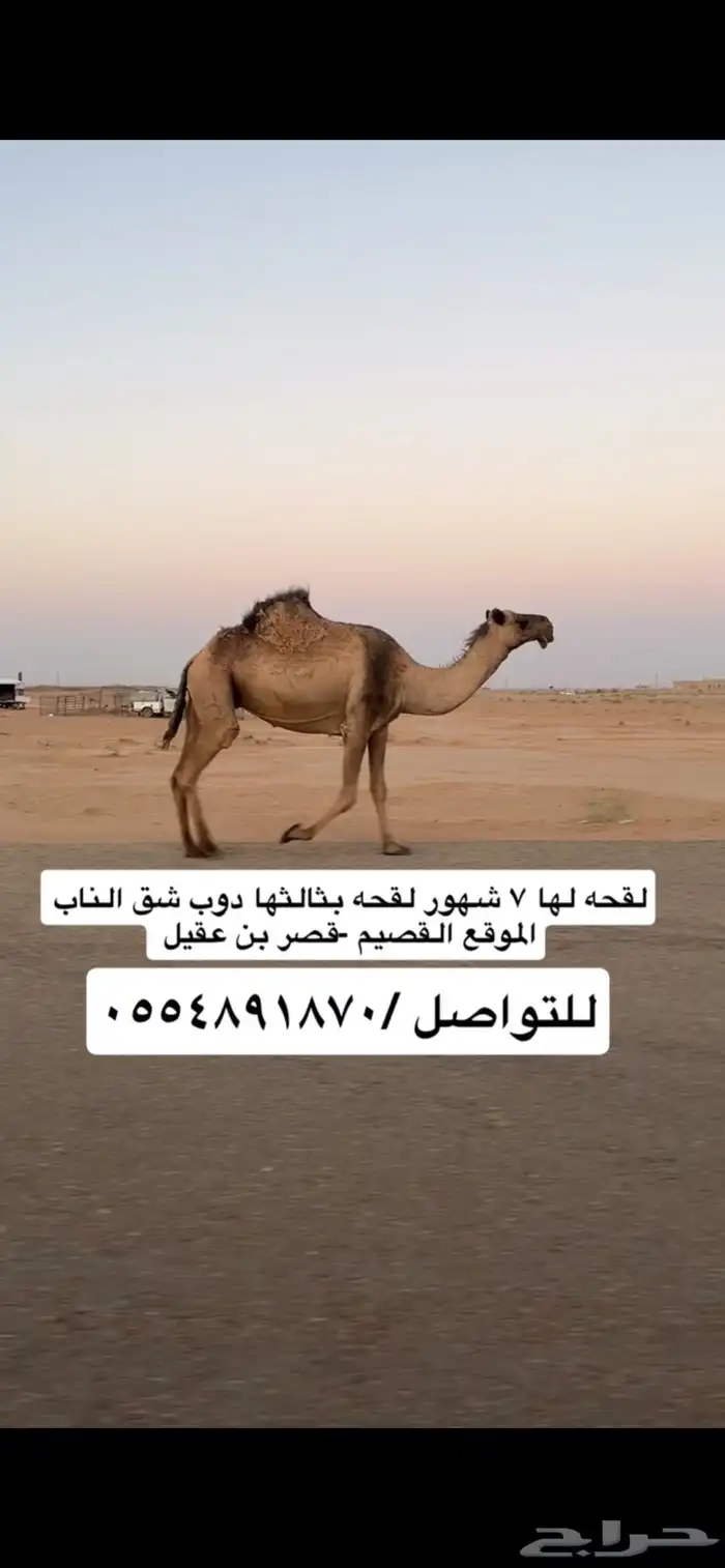 لقحه صفراء 1