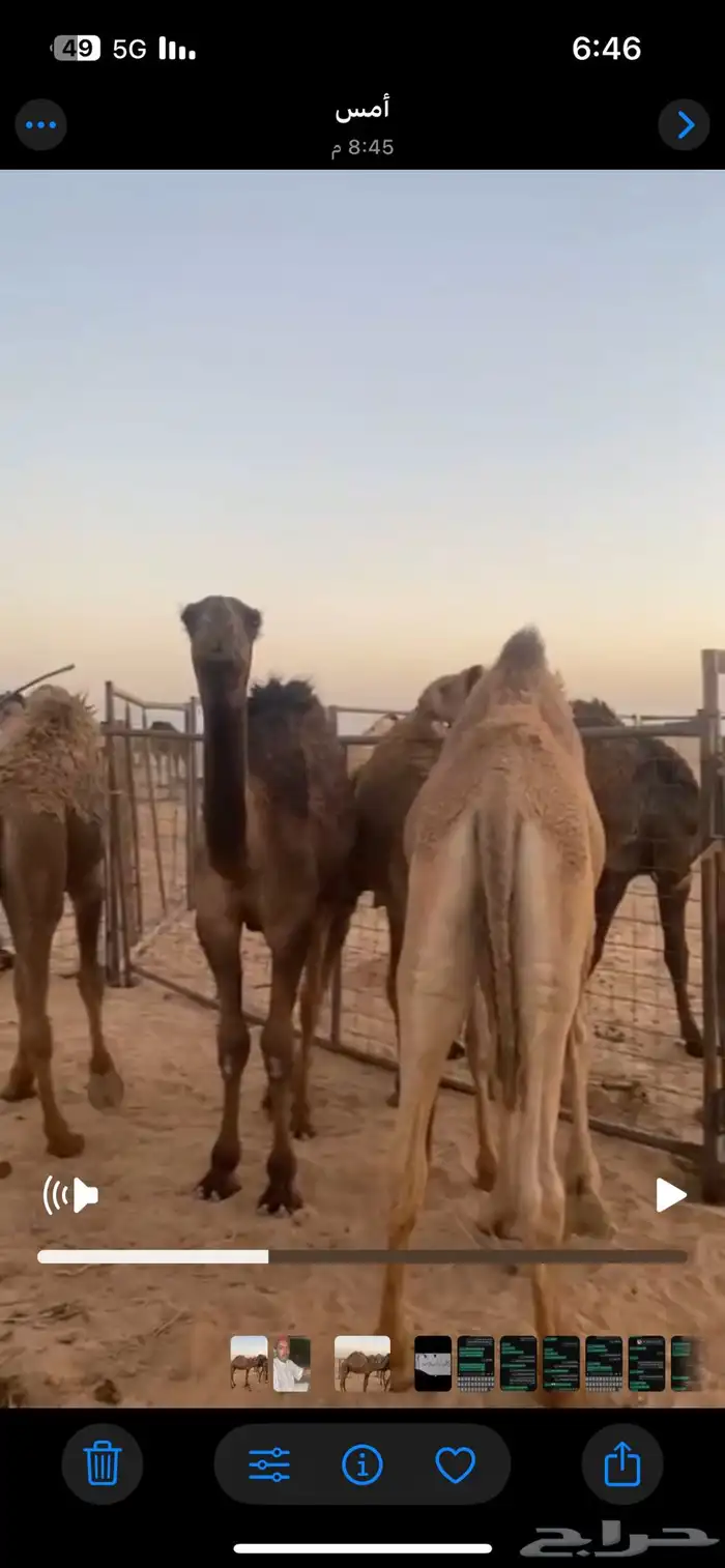 قعدان حشو 1
