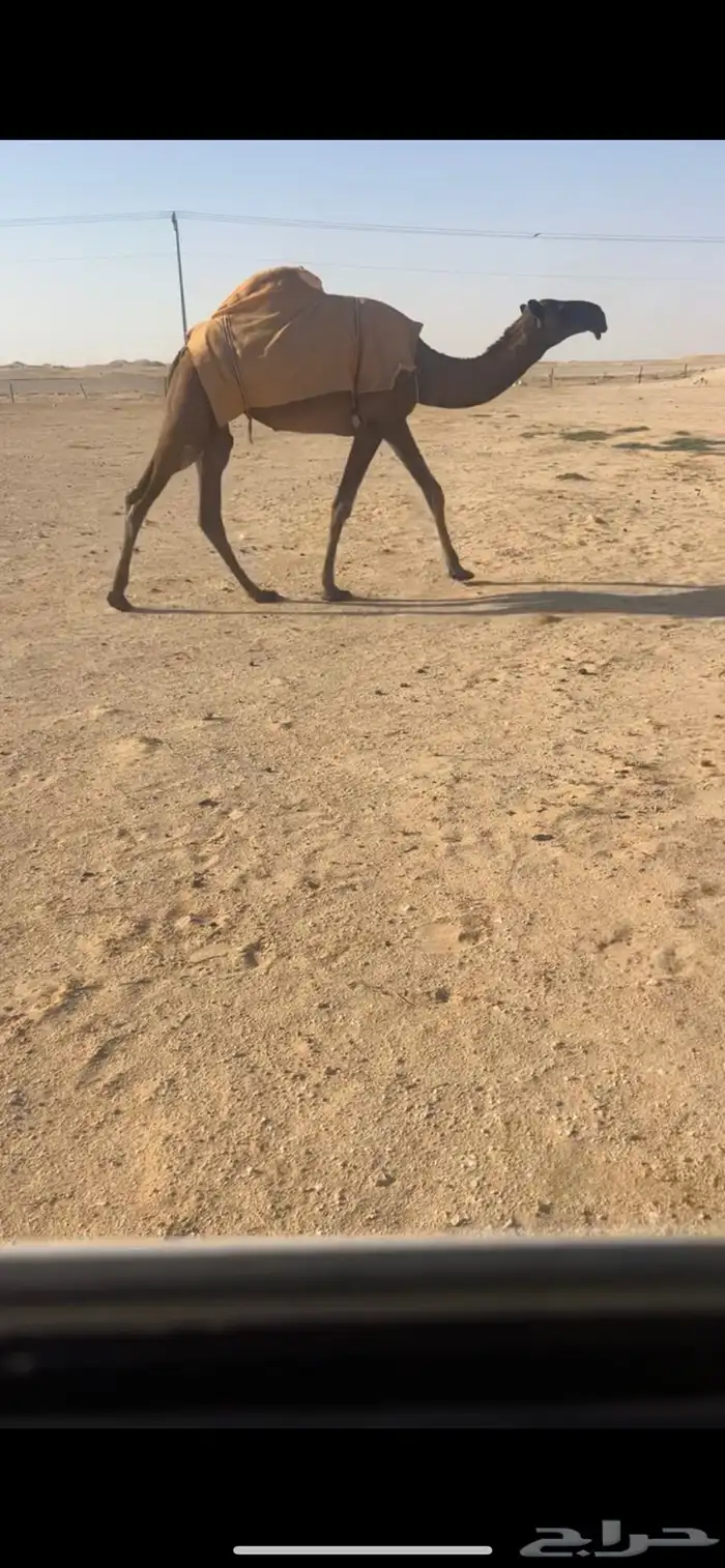 بكره صفرا دبيانيه 1