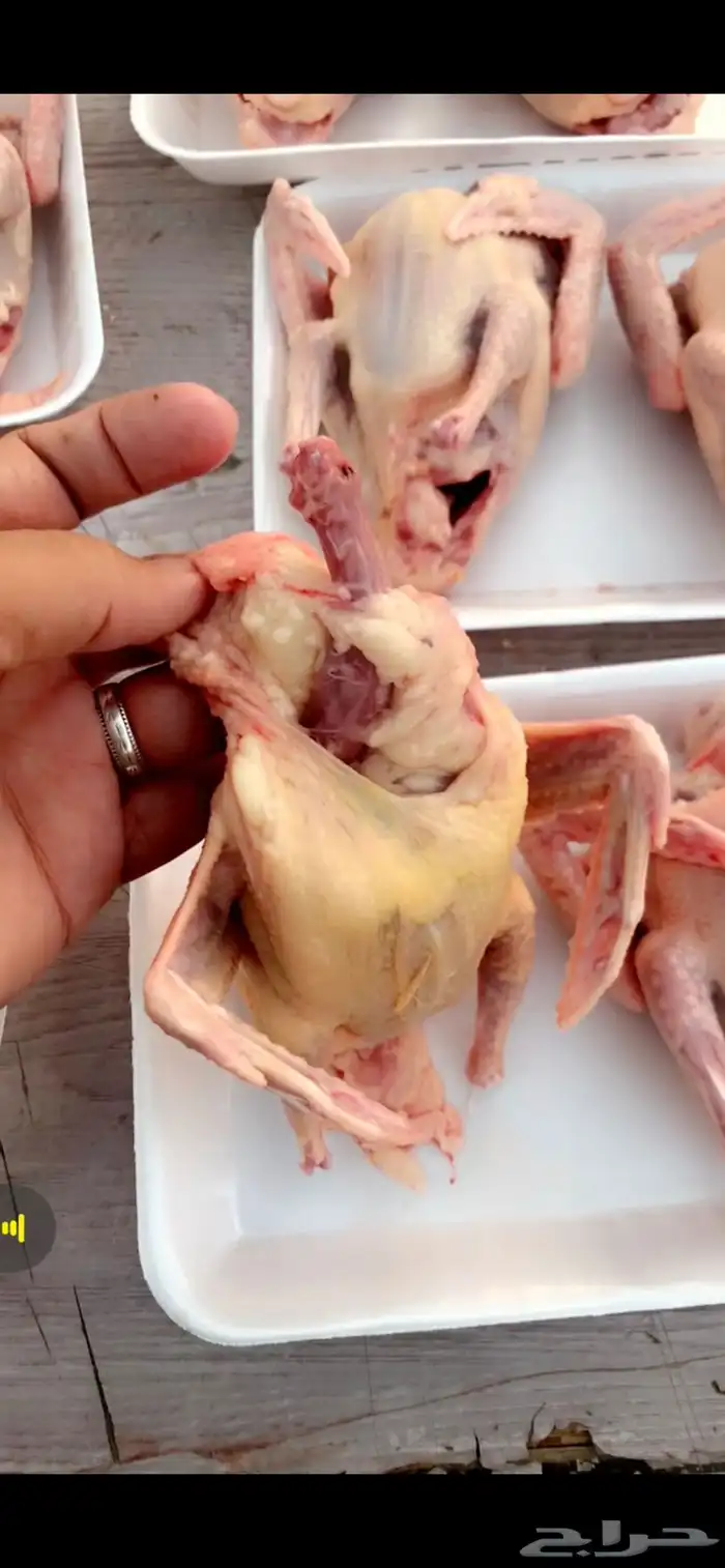 زغاليل حمام فرنسي 1