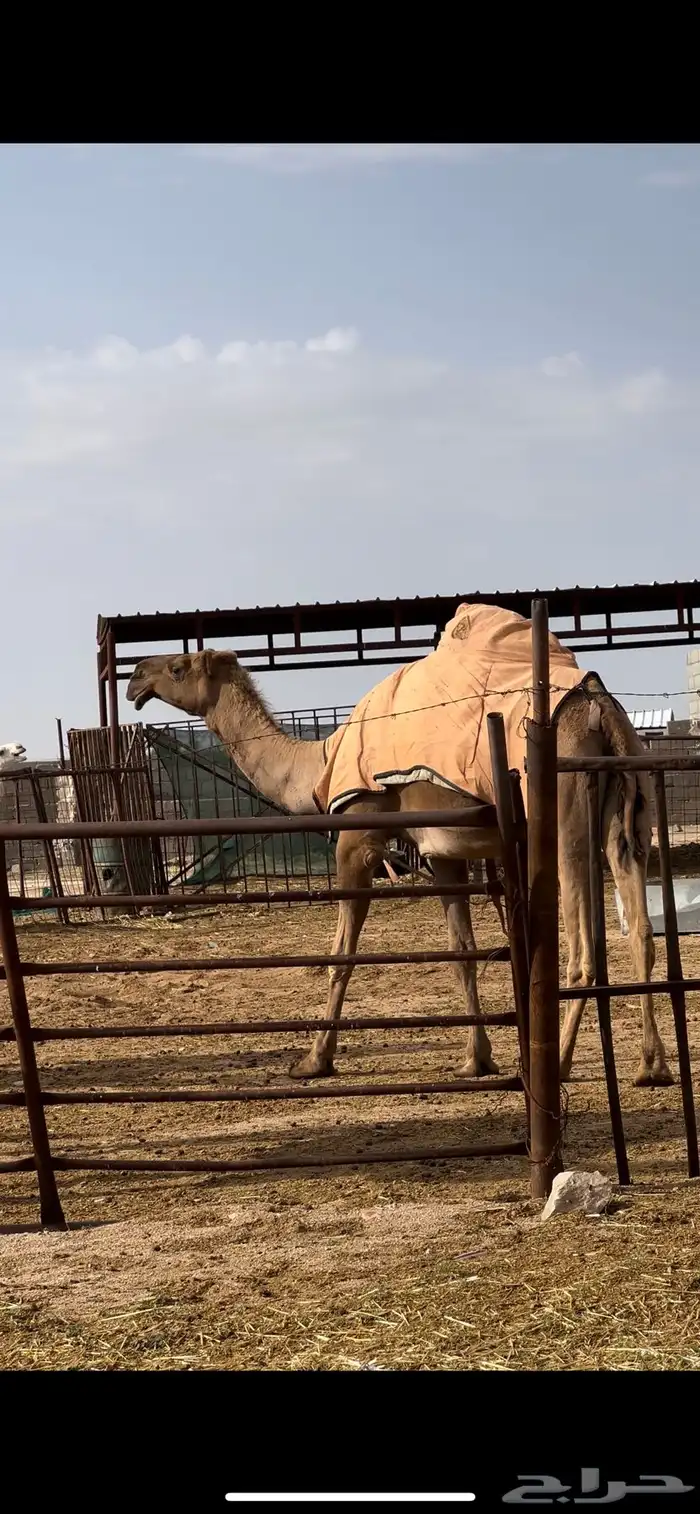 للبيع صفرا كفو ثنيه 0