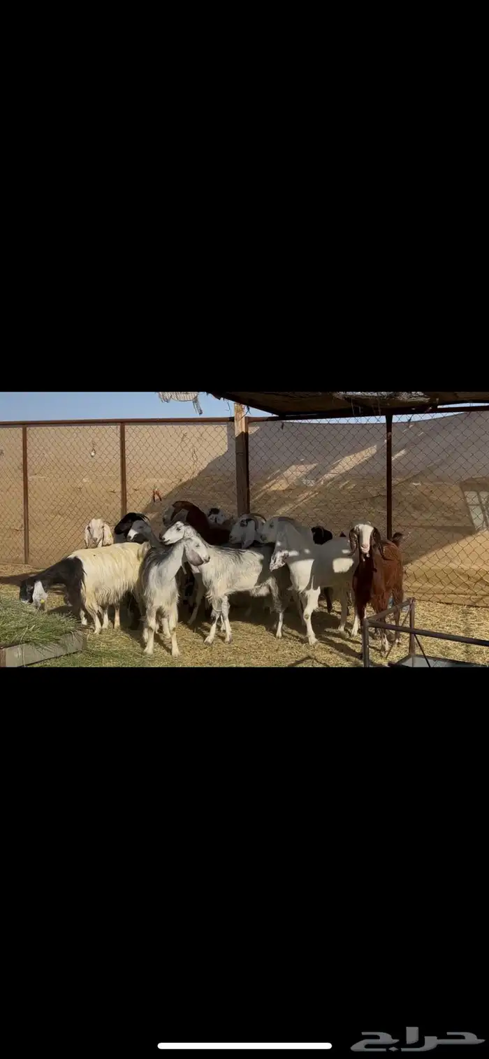 معزا مراح اباكير 3