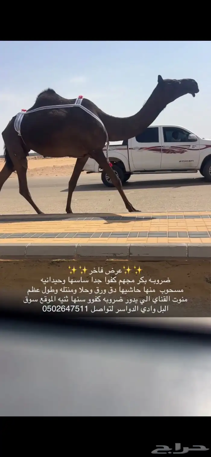 ضريبه كفو معزول منها بنتها سنها ثنيه 1