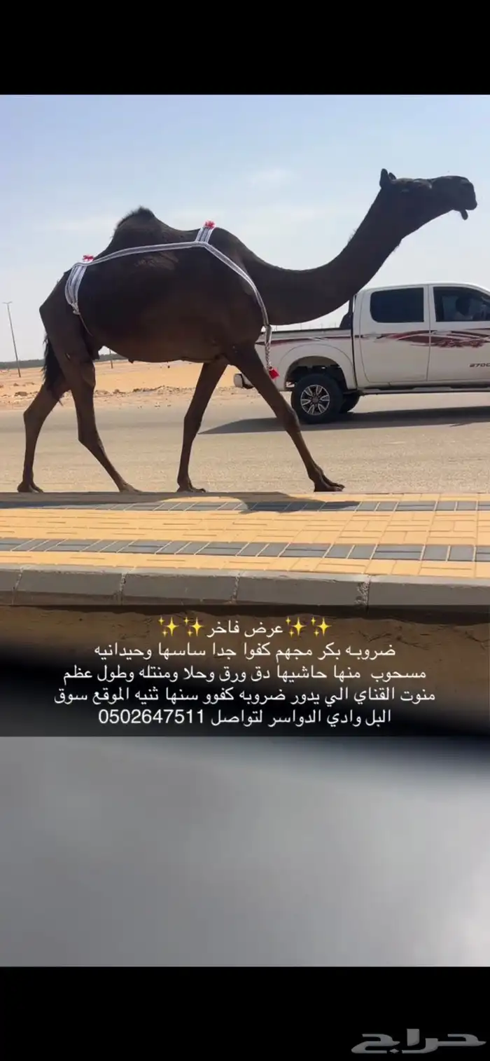 ضريبه كفو معزول منها بنتها سنها ثنيه 5