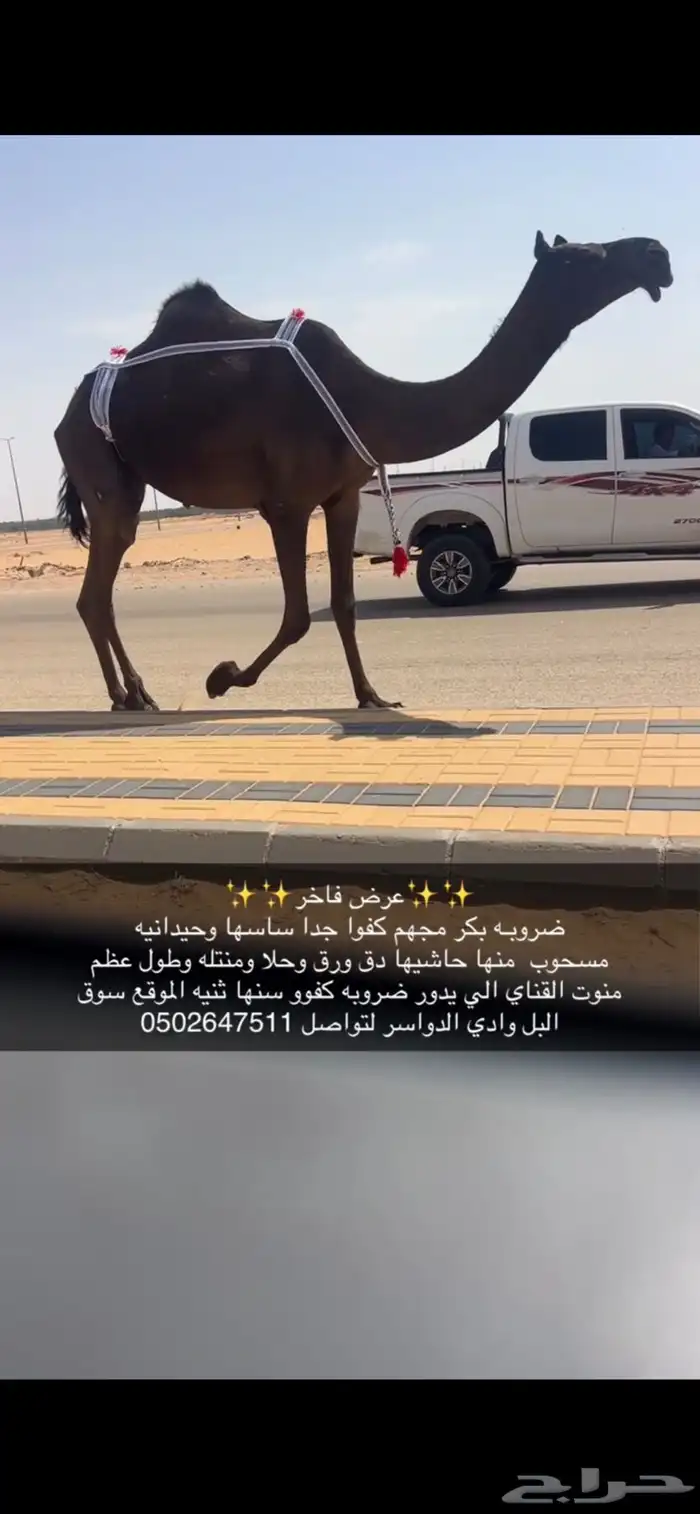 ضريبه كفو معزول منها بنتها سنها ثنيه 2