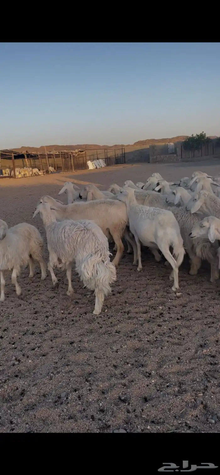 غنم دفع 13