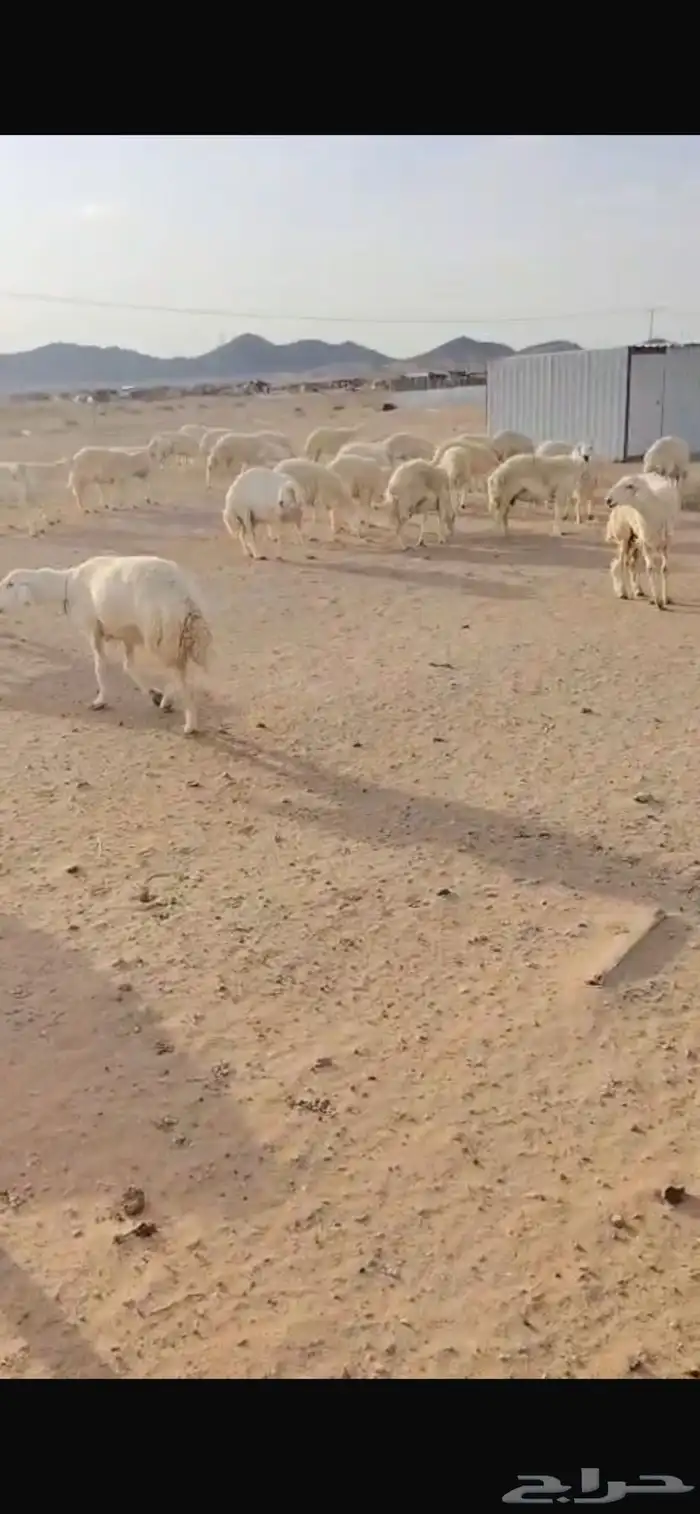 غنم مراح صنف 4