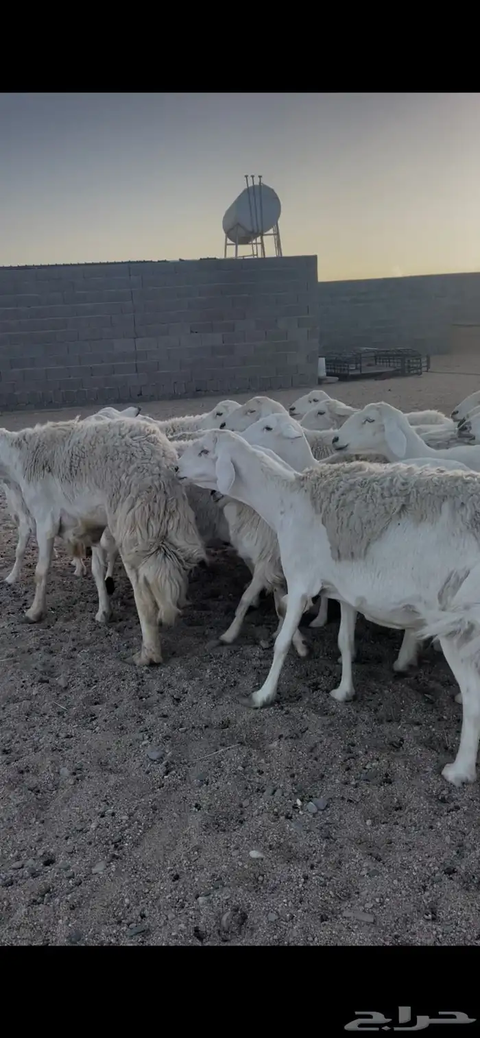 غنم دفع 0