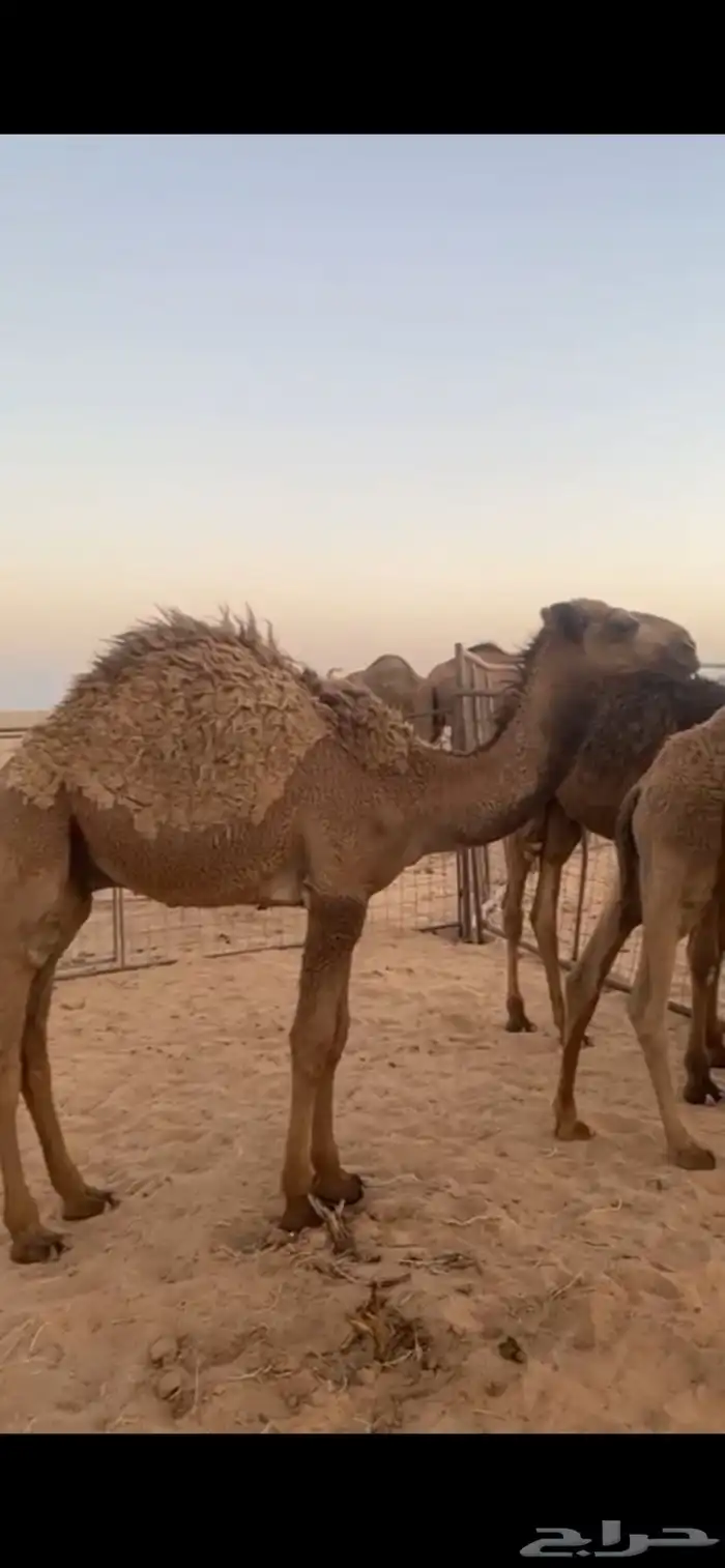 قعدان حشو 0