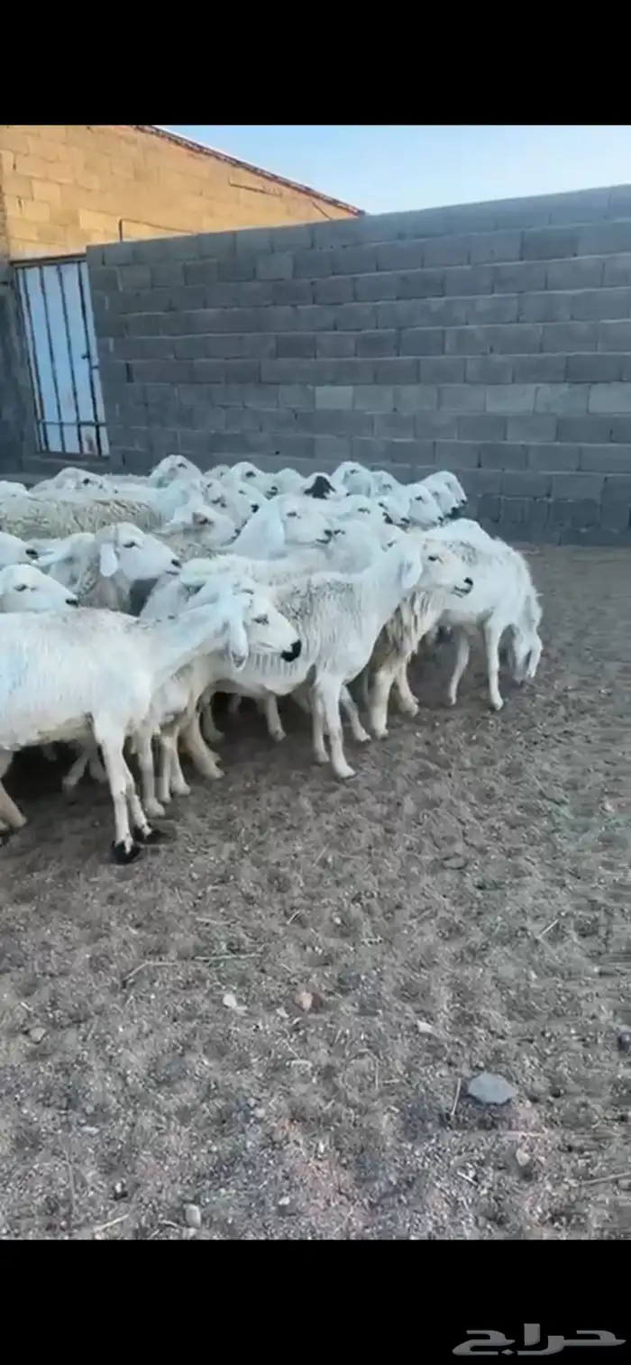 غنم دفع 19