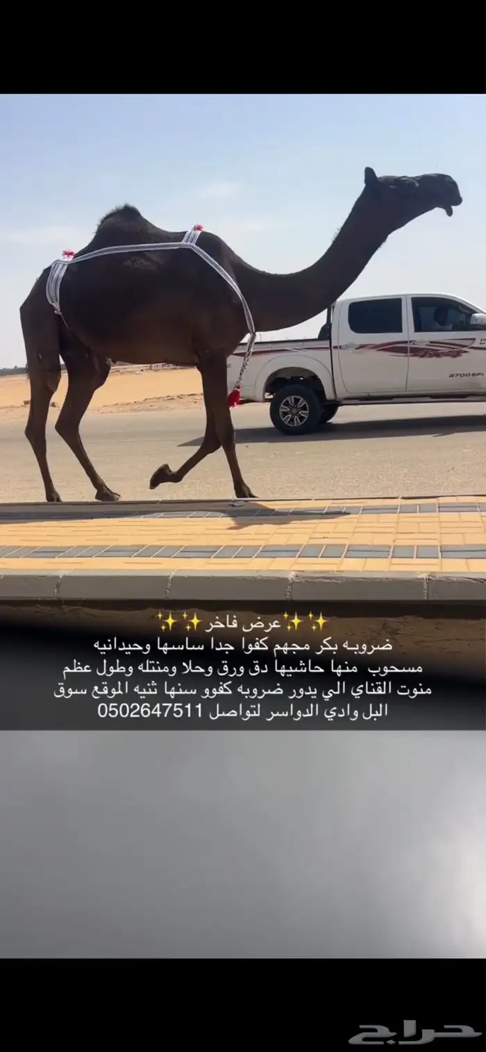 ضريبه كفو معزول منها بنتها سنها ثنيه 0