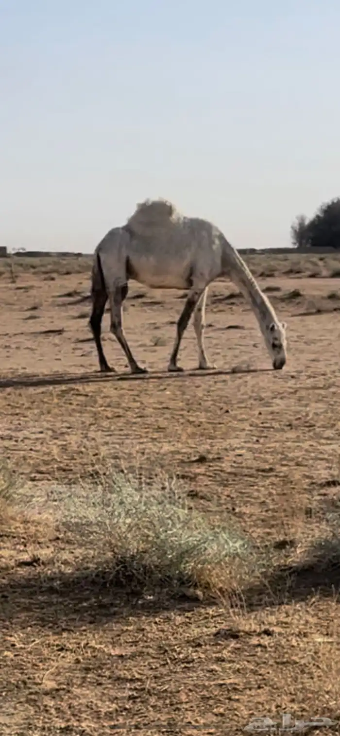 عشرا معها قعود 2
