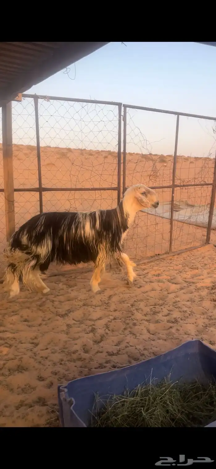 فحل نجدي مشروط 0