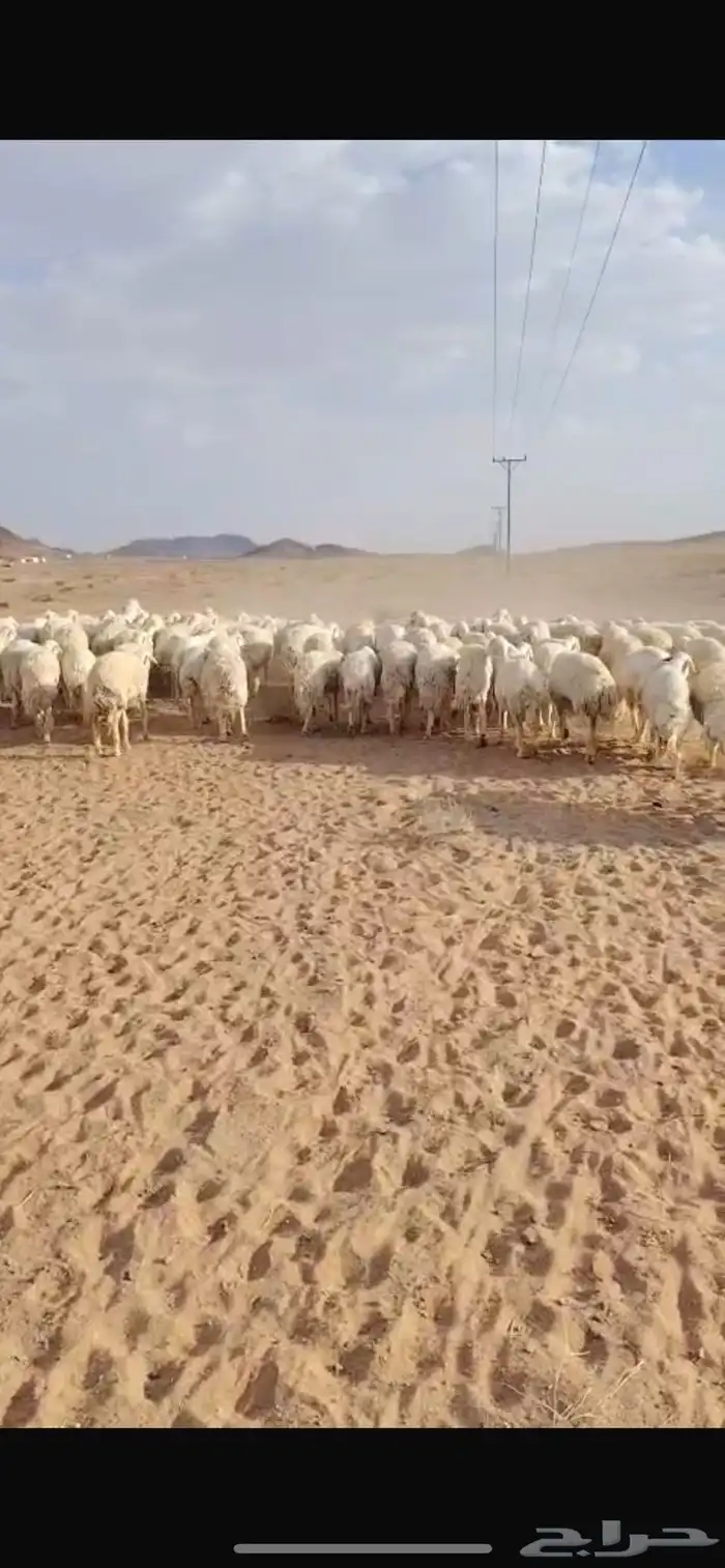 غنم مراح صنف 5
