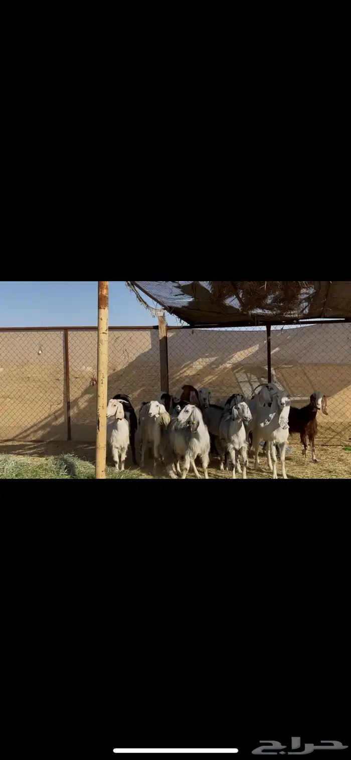 معزا مراح اباكير 2