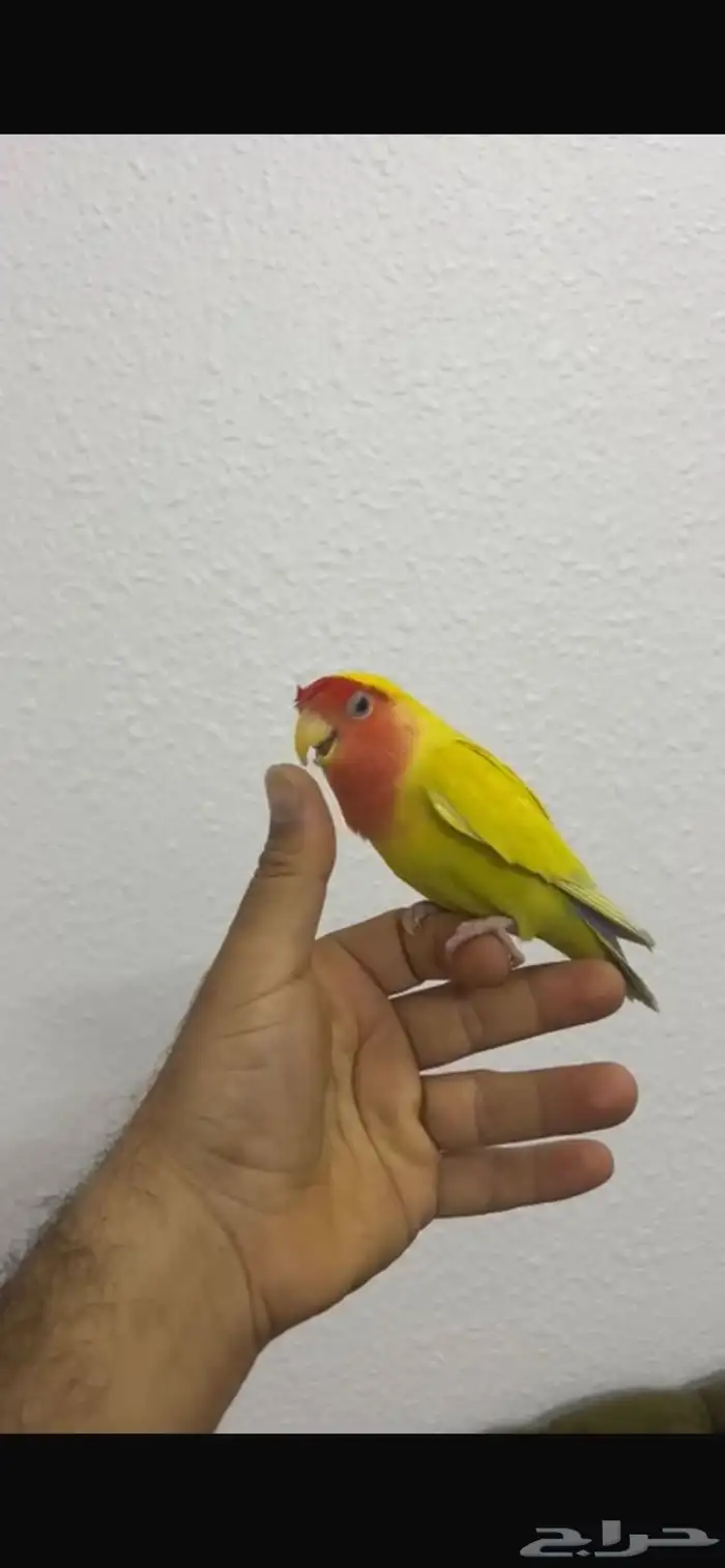 روز و قفص للانتاج كبير 3