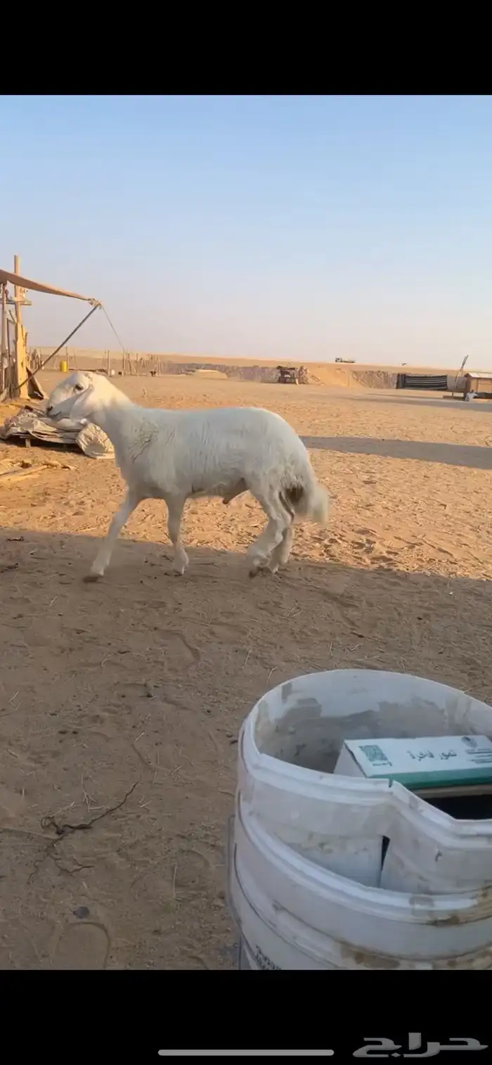 طلي وعنز 5