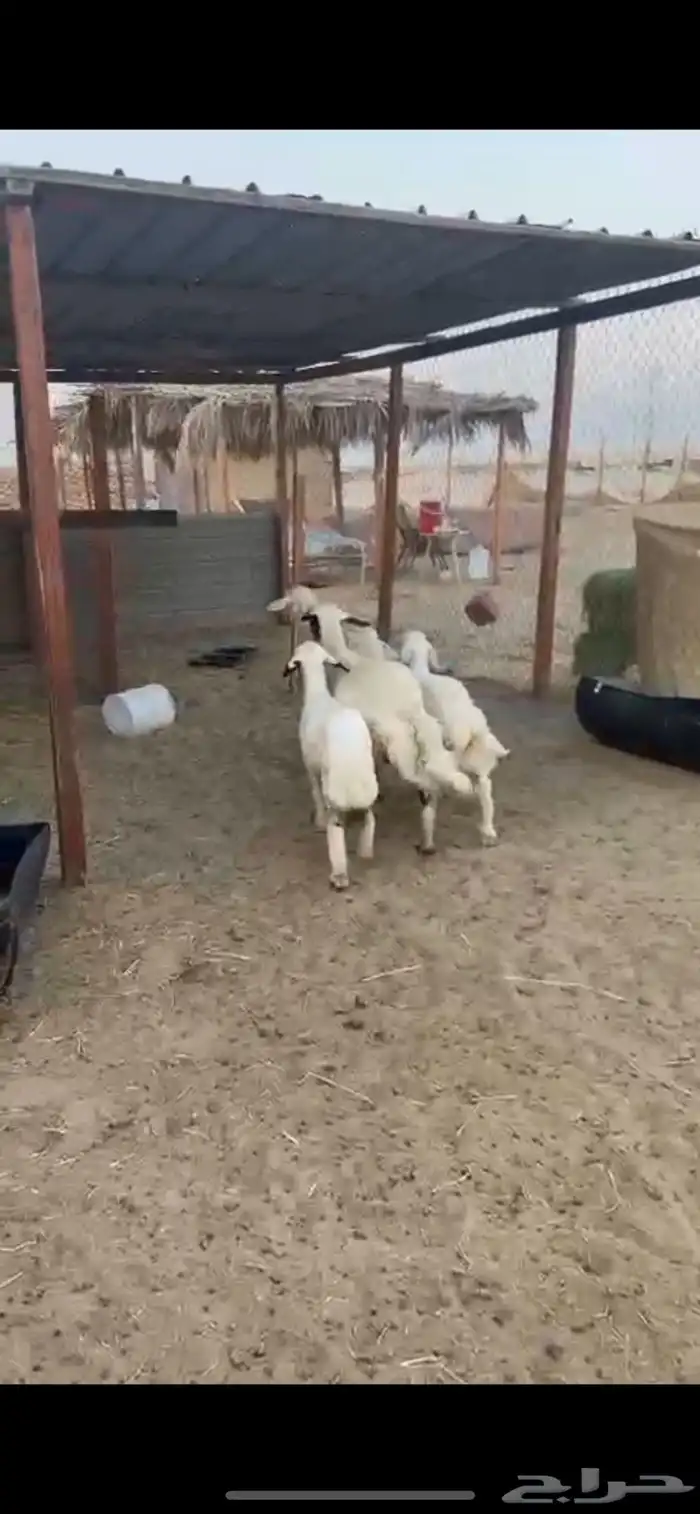 رغايث حريات 0