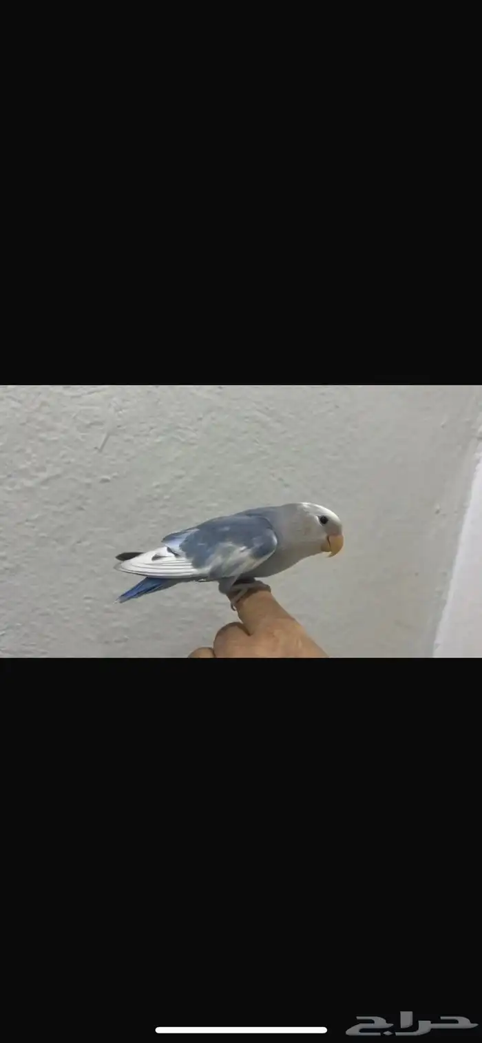 روز و قفص للانتاج كبير 5