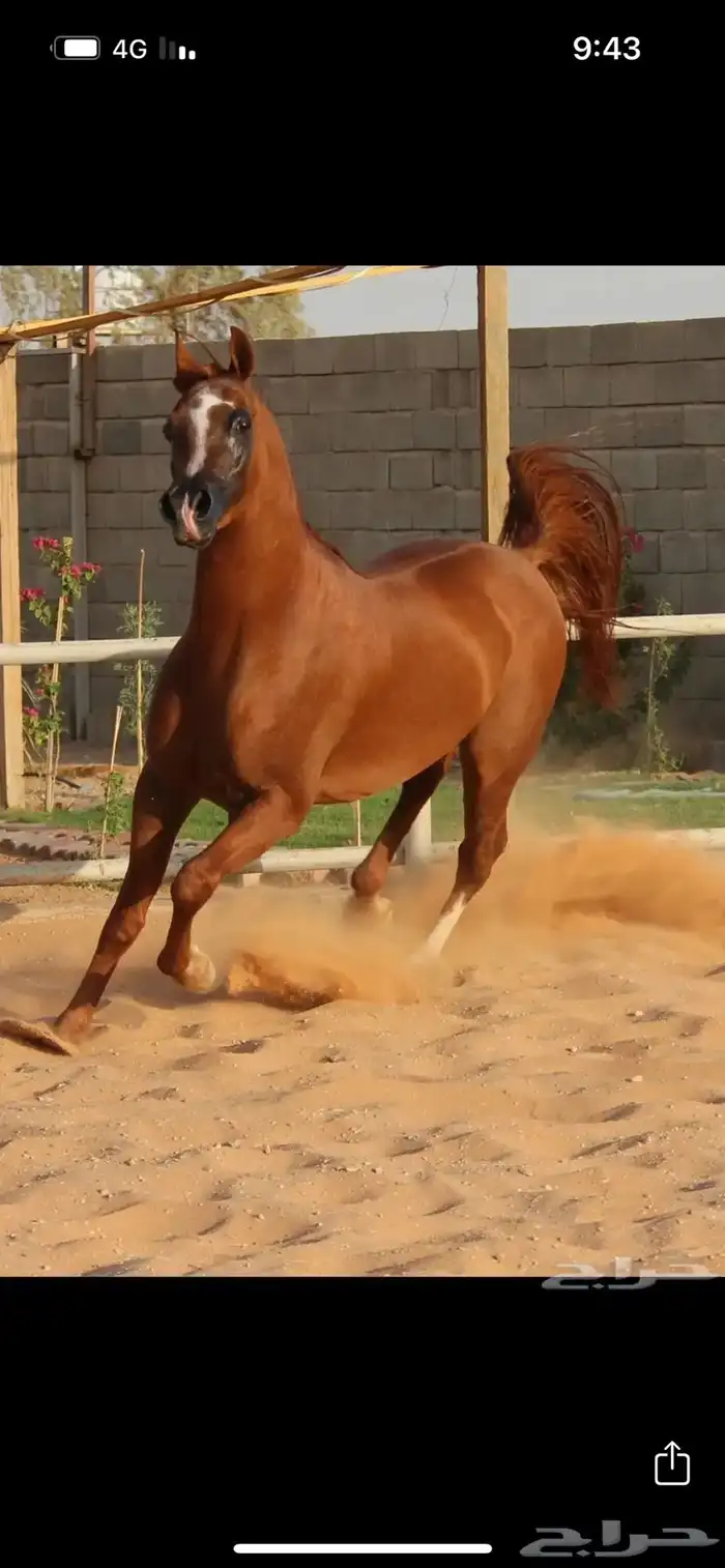 السلام عليكم يربع الي يخبرلي حصان طيب ورخيص 0