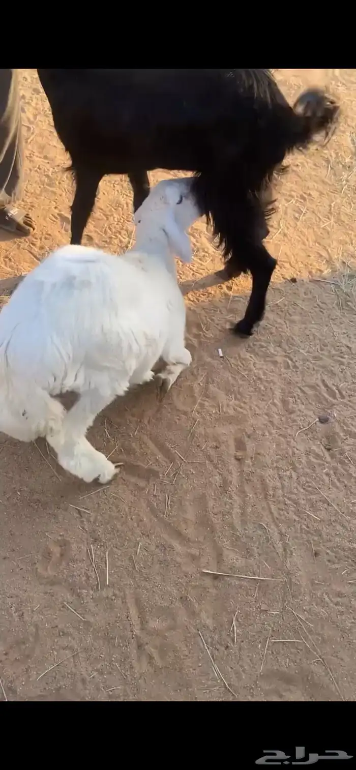 طلي وعنز 1