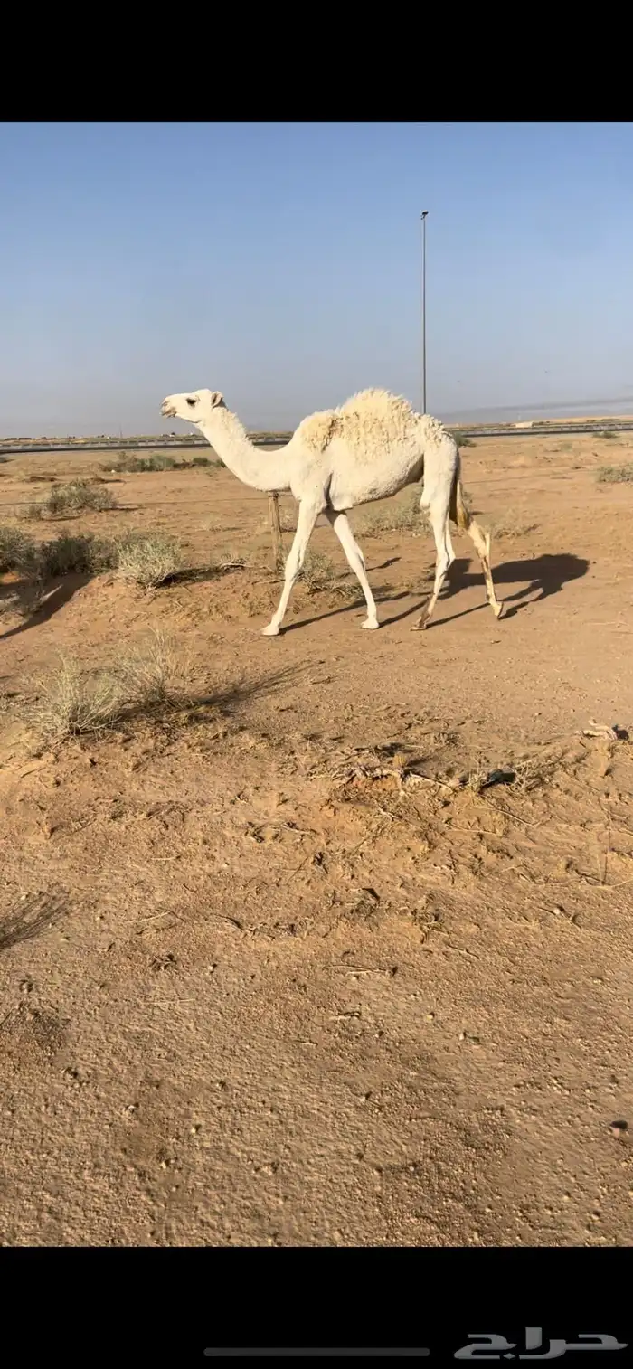 عشرا معها قعود 6
